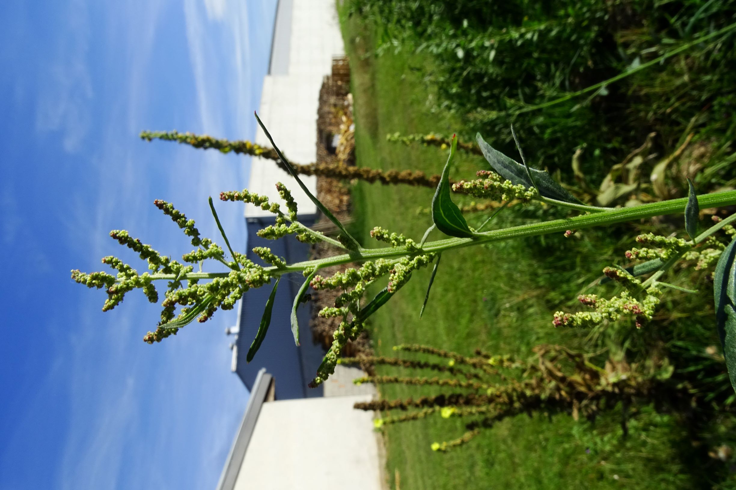 DSC04375 atriplex oblongifolia, sippe aus prellenkirchen.JPG