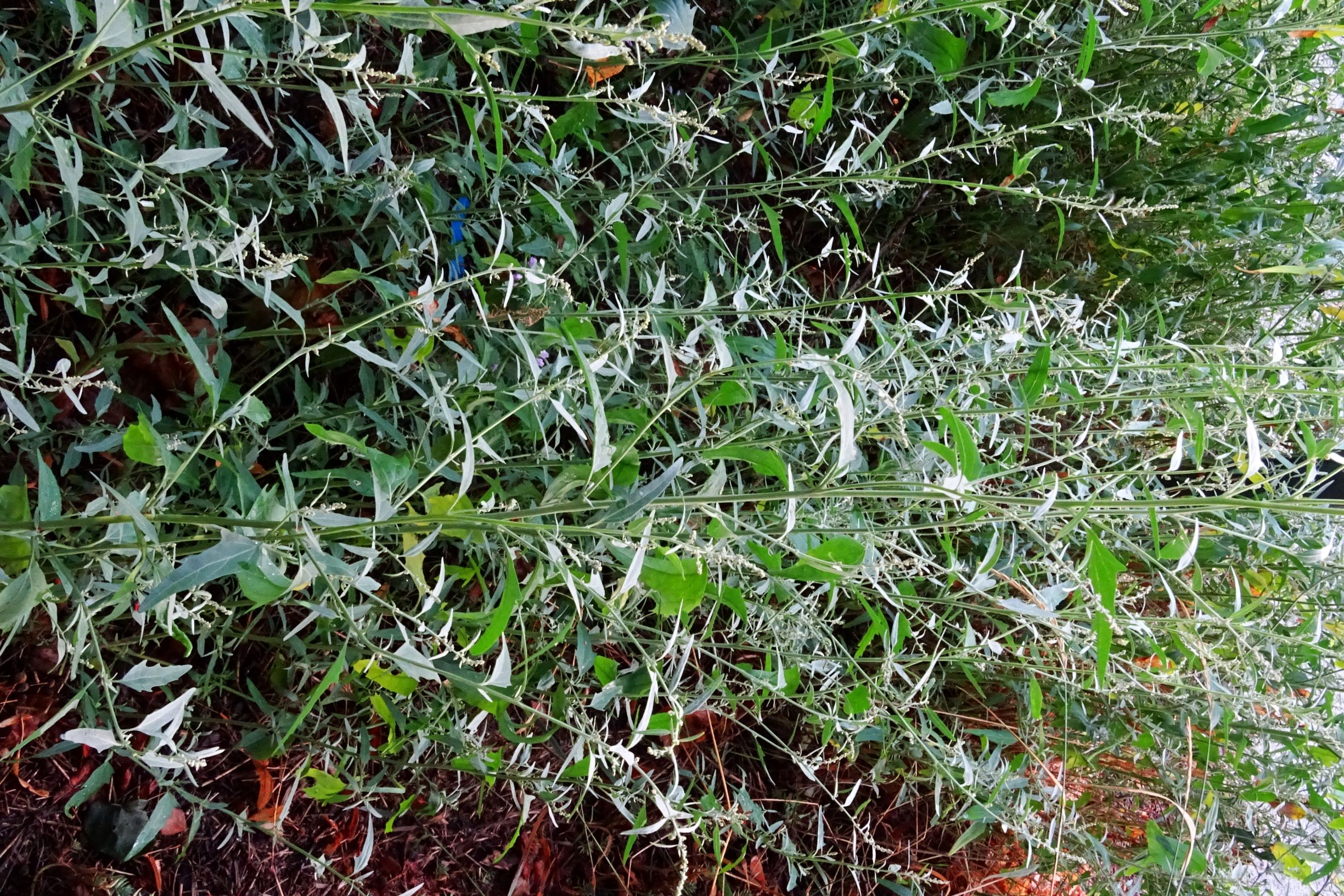 DSC05087 atriplex oblongifolia, sippe aus prellenkirchen.JPG