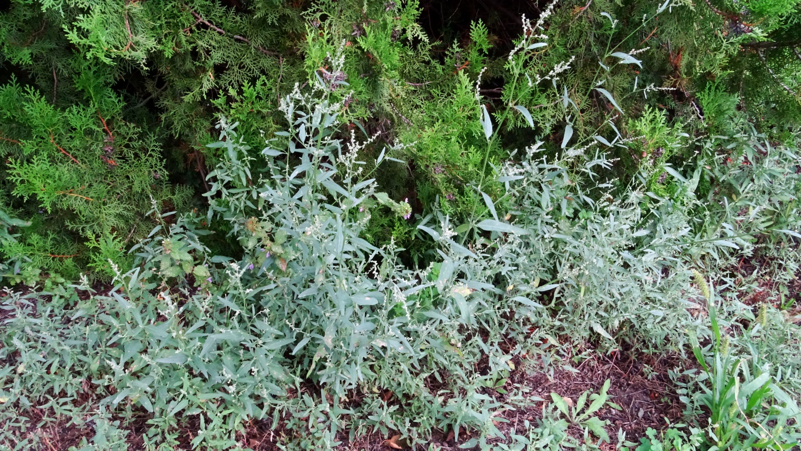 DSC06275 atriplex oblongifolia, sippe aus prellenkirchen.JPG
