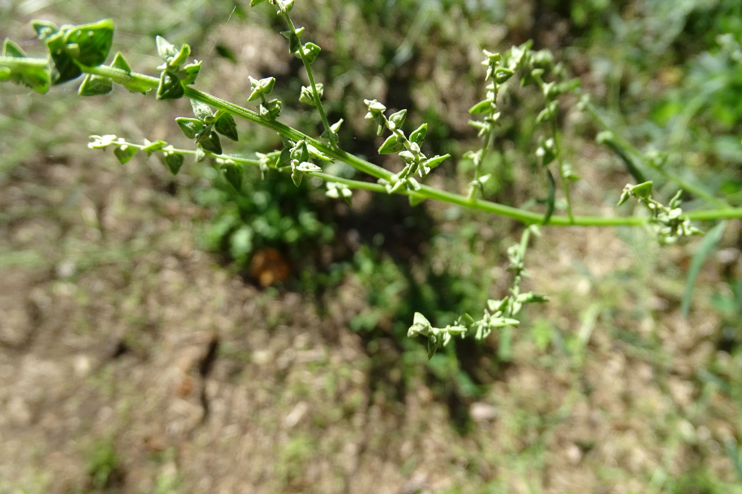 DSC06431 atriplex oblongifolia, sippe aus prellenkirchen.JPG