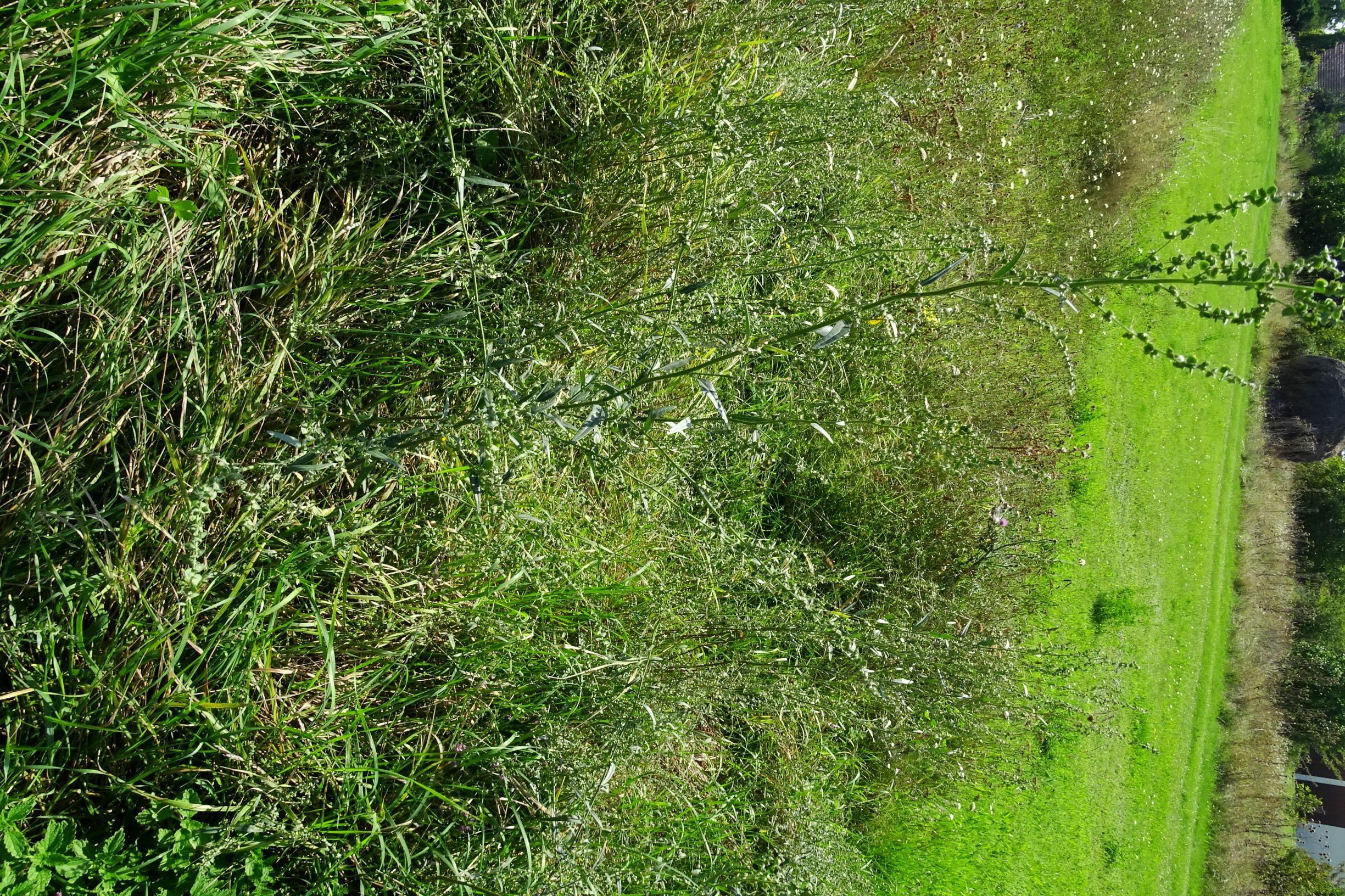 DSC07023 atriplex oblongifolia, sippe aus prellenkirchen.JPG