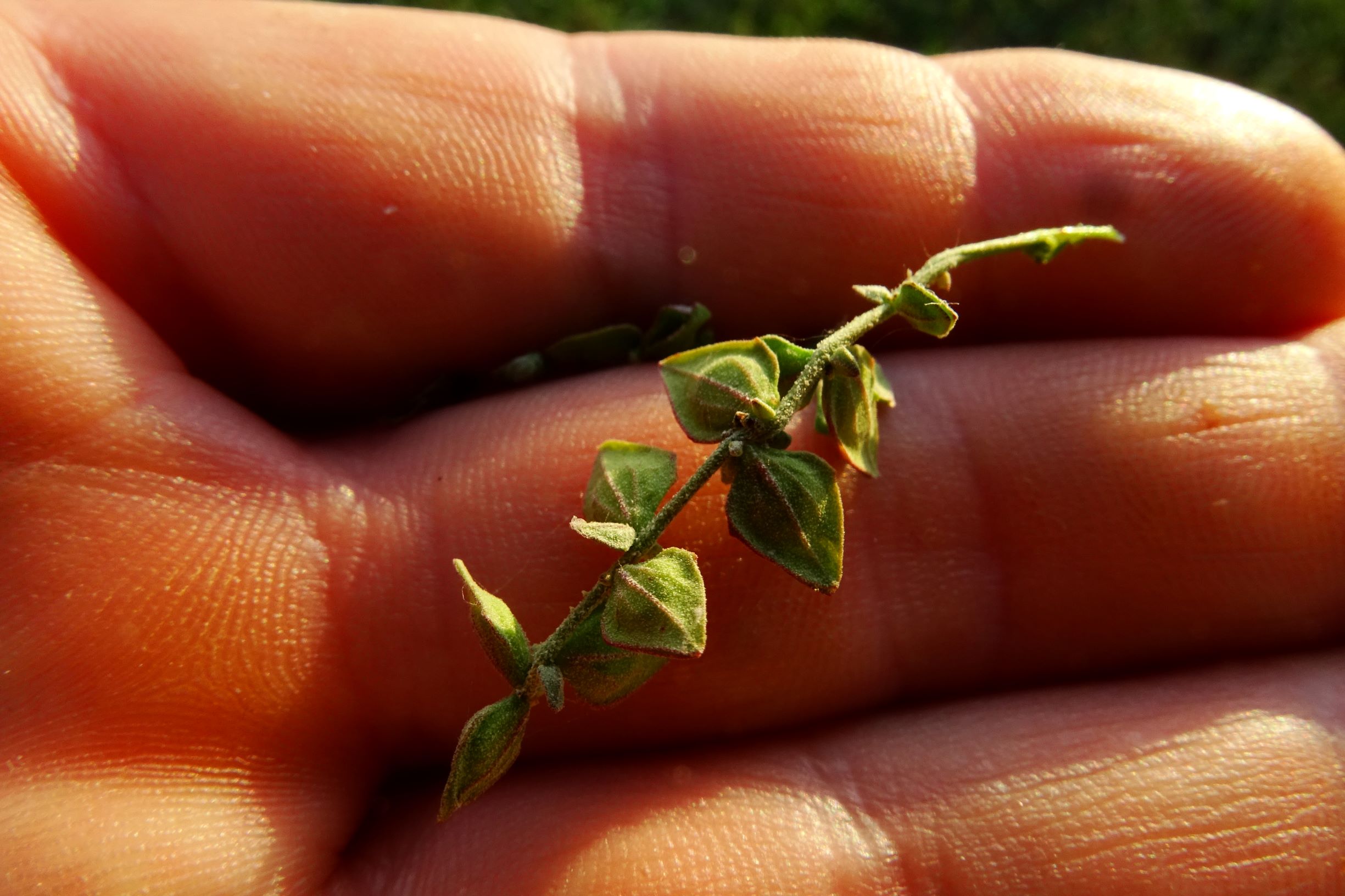 DSC07778 atriplex oblongifolia, sippe aus prellenkirchen.JPG