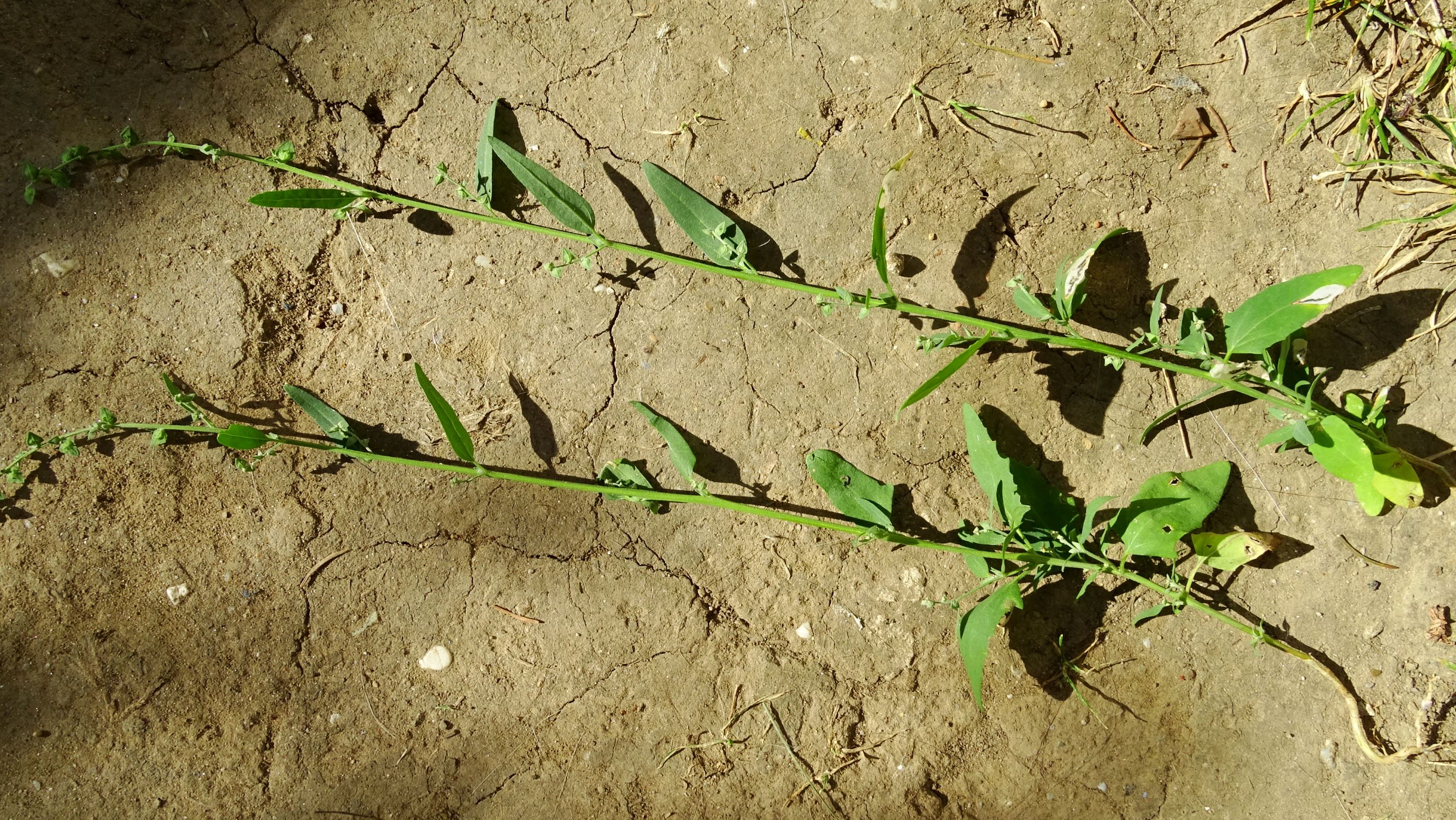 DSC07838 atriplex oblongifolia, sippe aus prellenkirchen.JPG