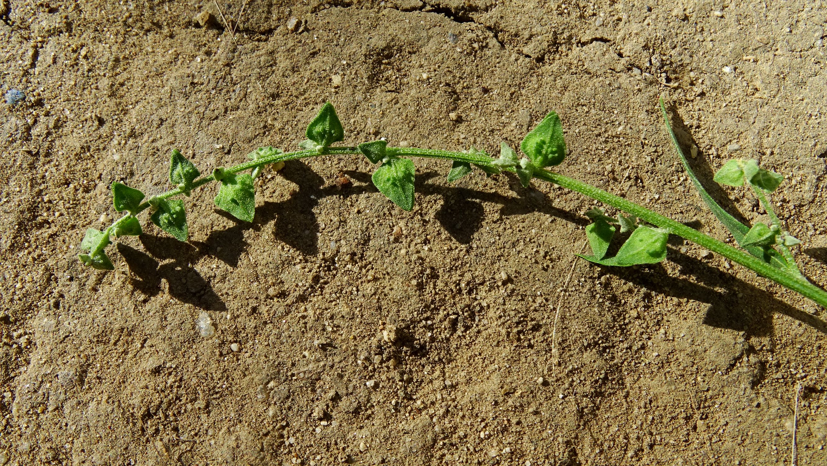 DSC07839 atriplex oblongifolia, sippe aus prellenkirchen.JPG