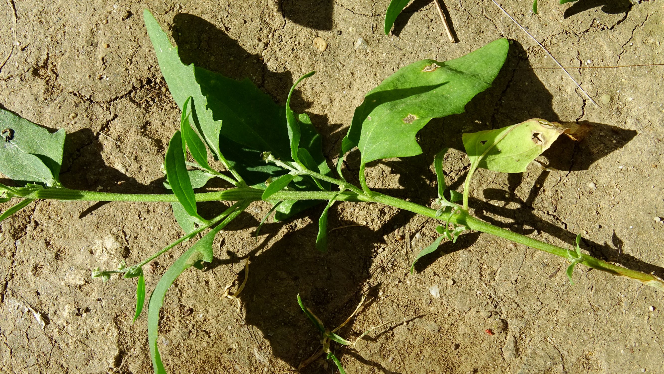 DSC07840 atriplex oblongifolia, sippe aus prellenkirchen.JPG