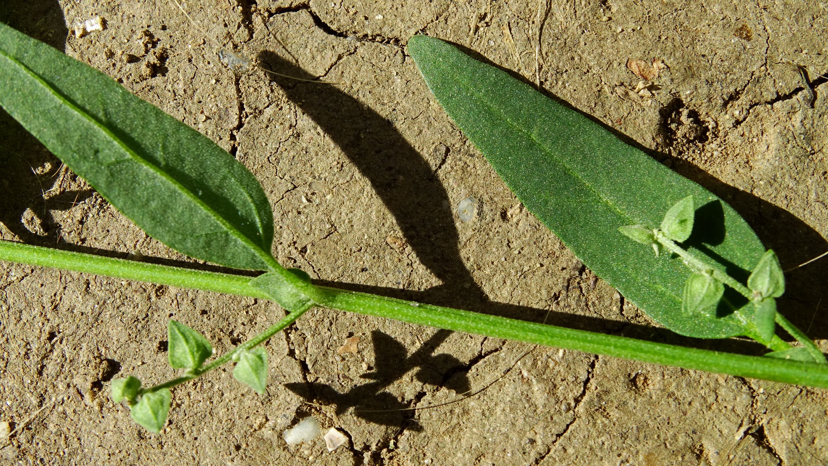 DSC07842 atriplex oblongifolia, sippe aus prellenkirchen.JPG