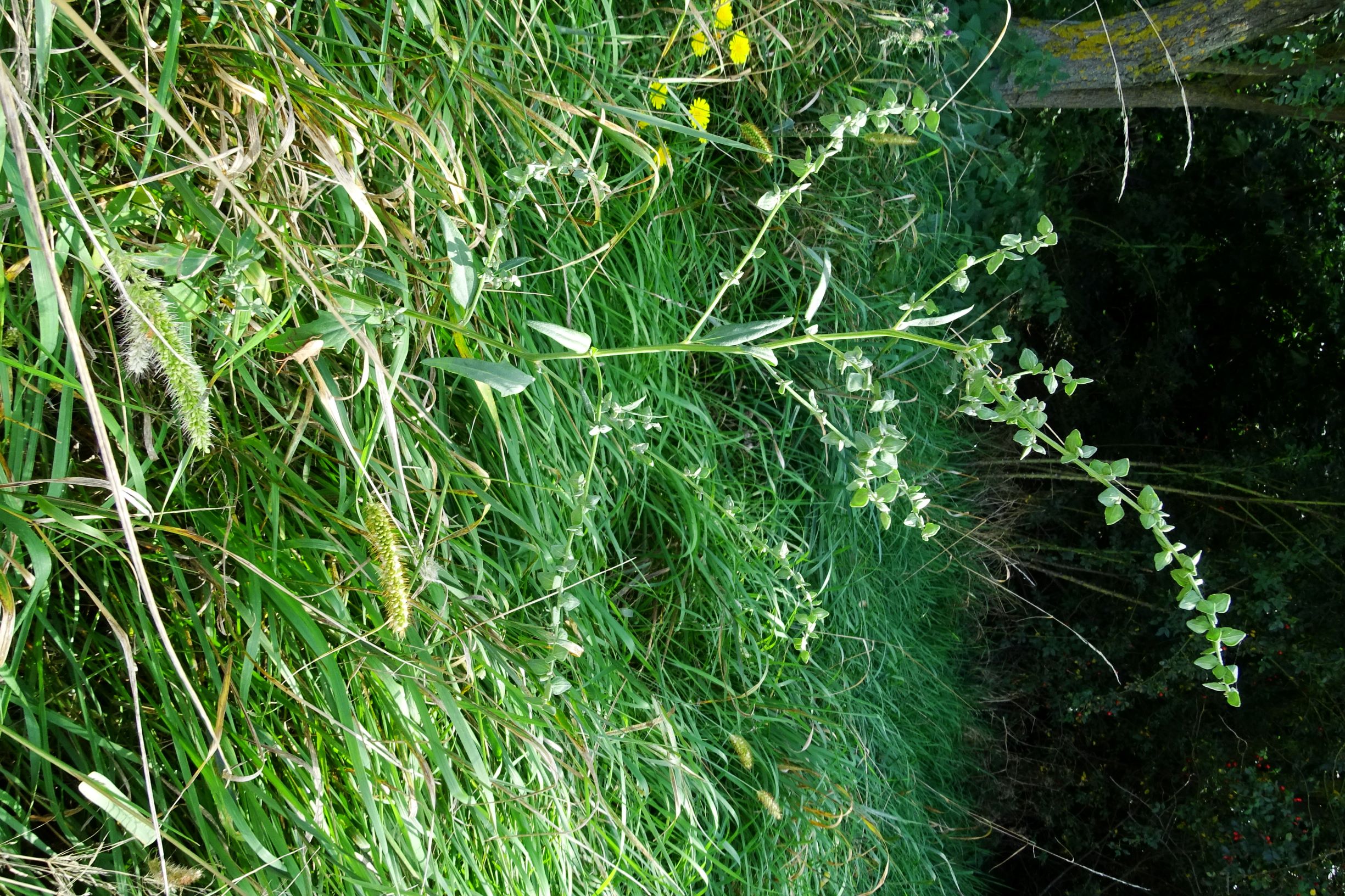 DSC07990 atriplex oblongifolia, sippe aus prellenkirchen.JPG