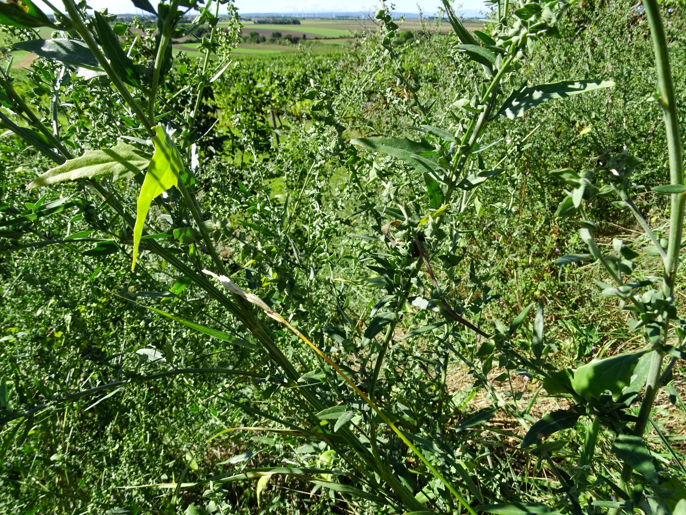 DSC08310 atriplex oblongifolia, sippe aus prellenkirchen.JPG