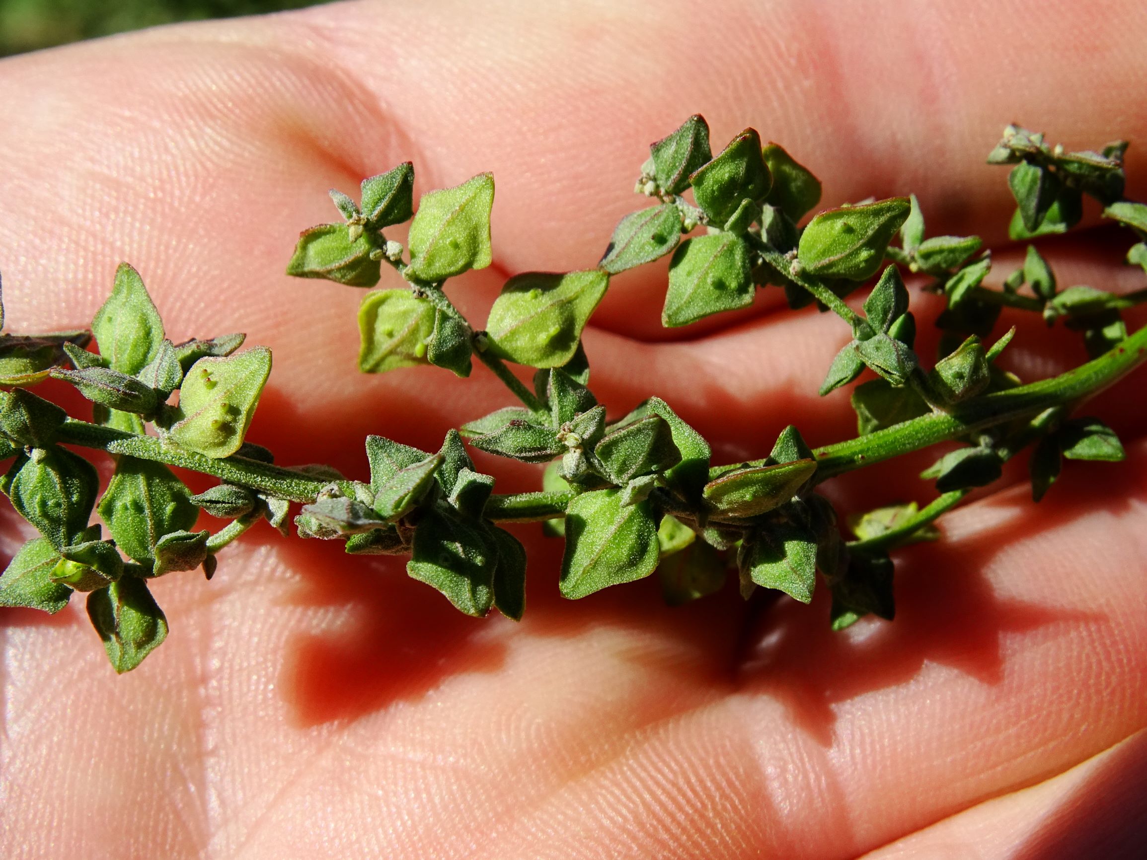 DSC08317 atriplex oblongifolia, sippe aus prellenkirchen.JPG