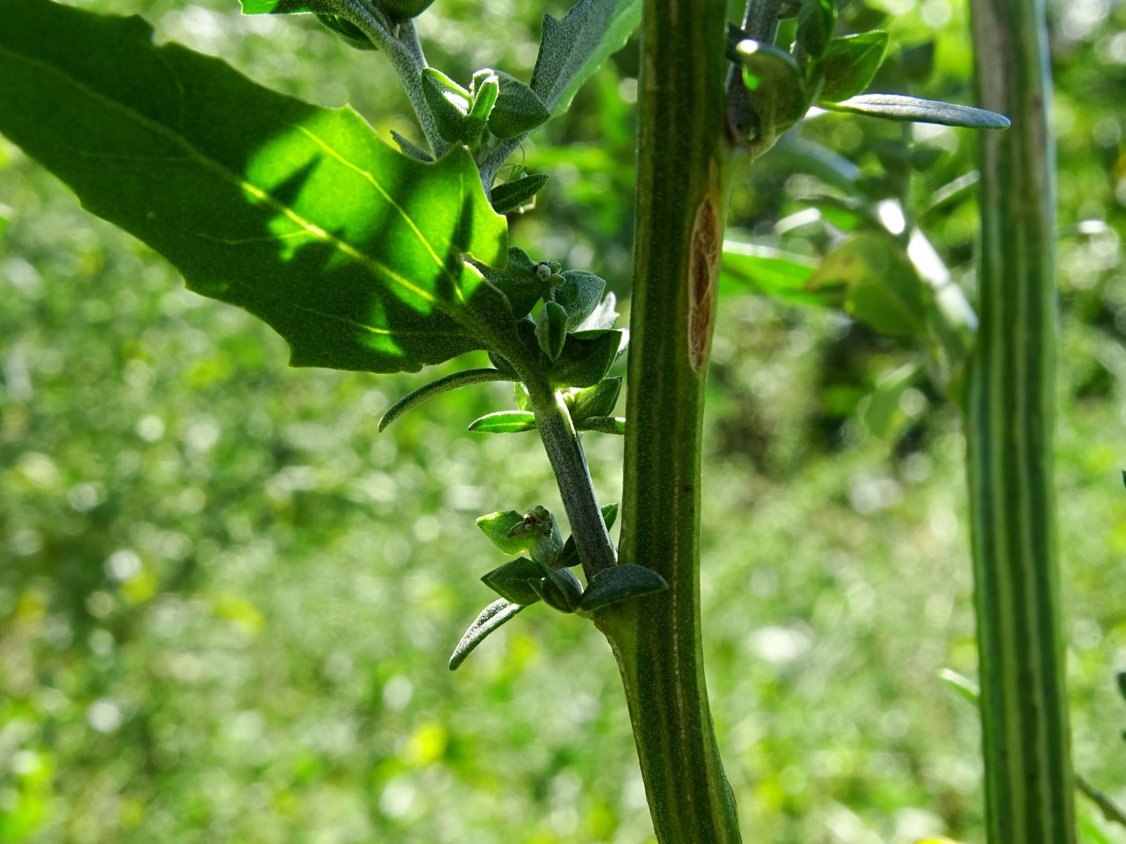 DSC08319 atriplex oblongifolia, sippe aus prellenkirchen.JPG