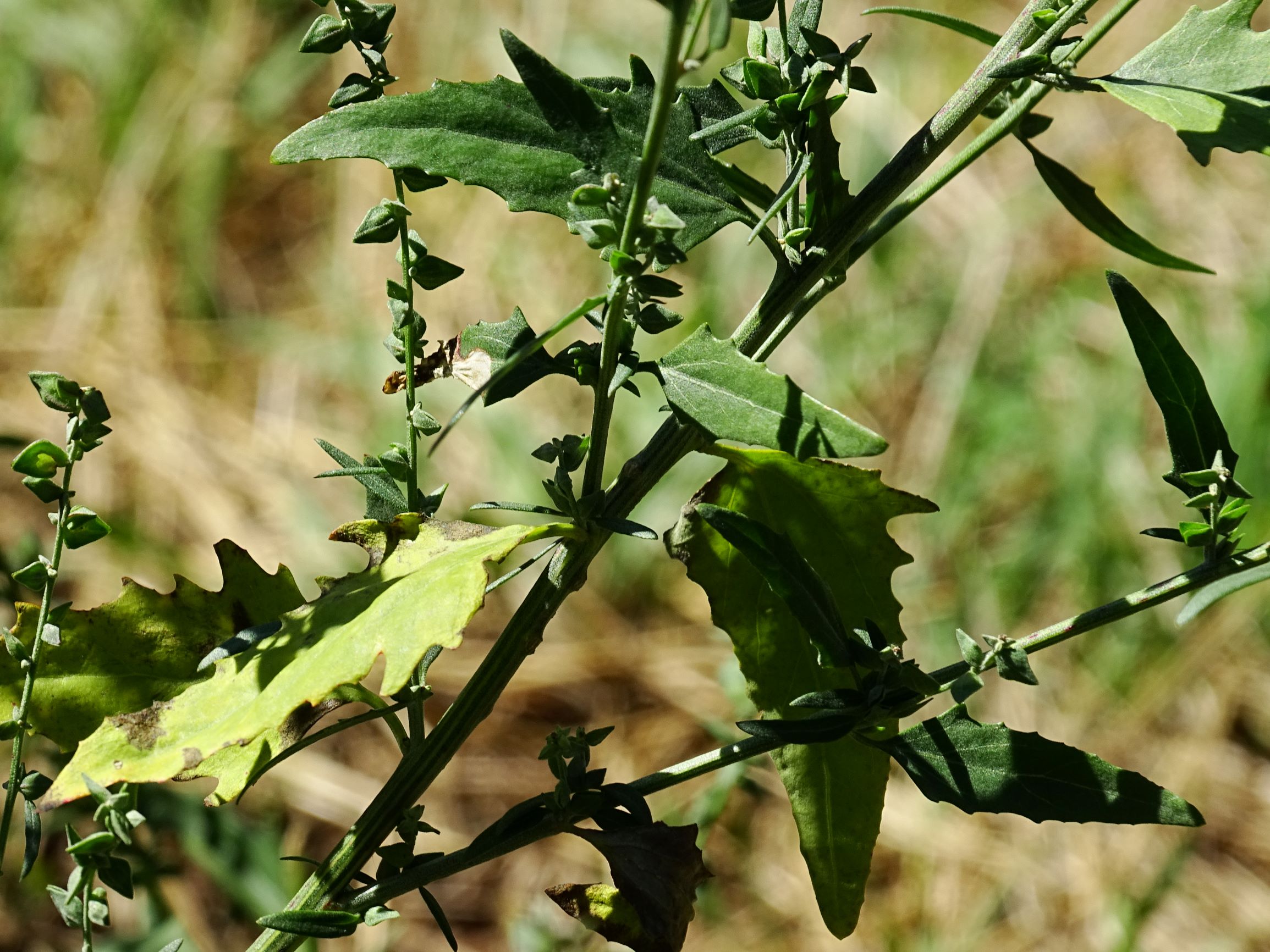 DSC08322 atriplex oblongifolia, sippe aus prellenkirchen.JPG