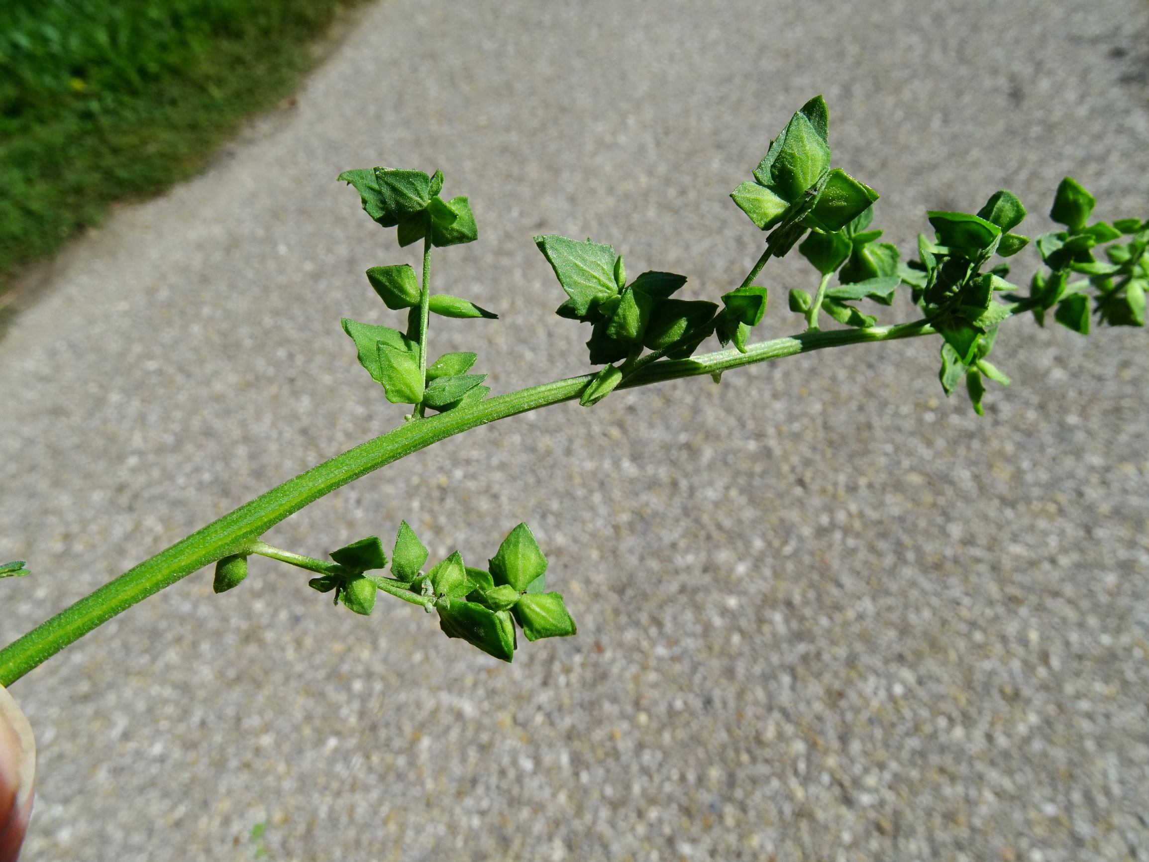 DSC08333 atriplex oblongifolia, sippe aus prellenkirchen.JPG