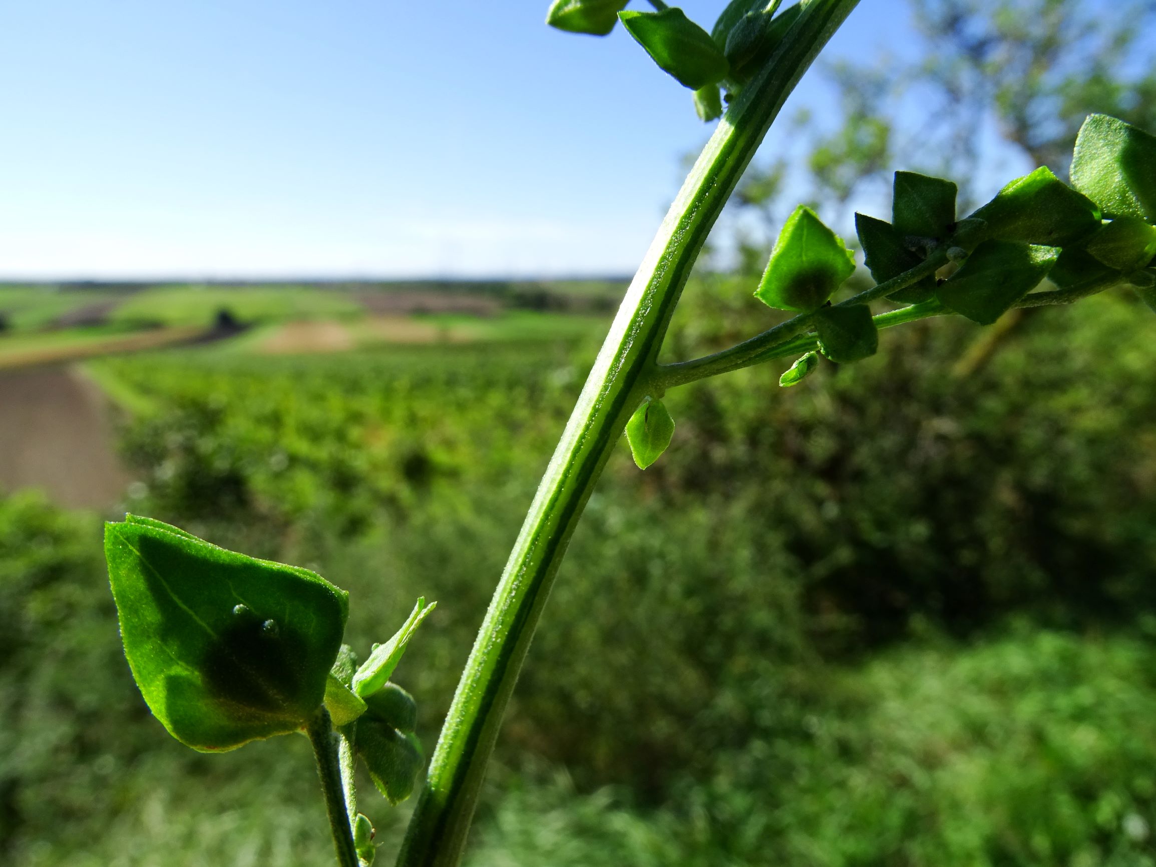 DSC08346 atriplex oblongifolia, sippe aus prellenkirchen.JPG