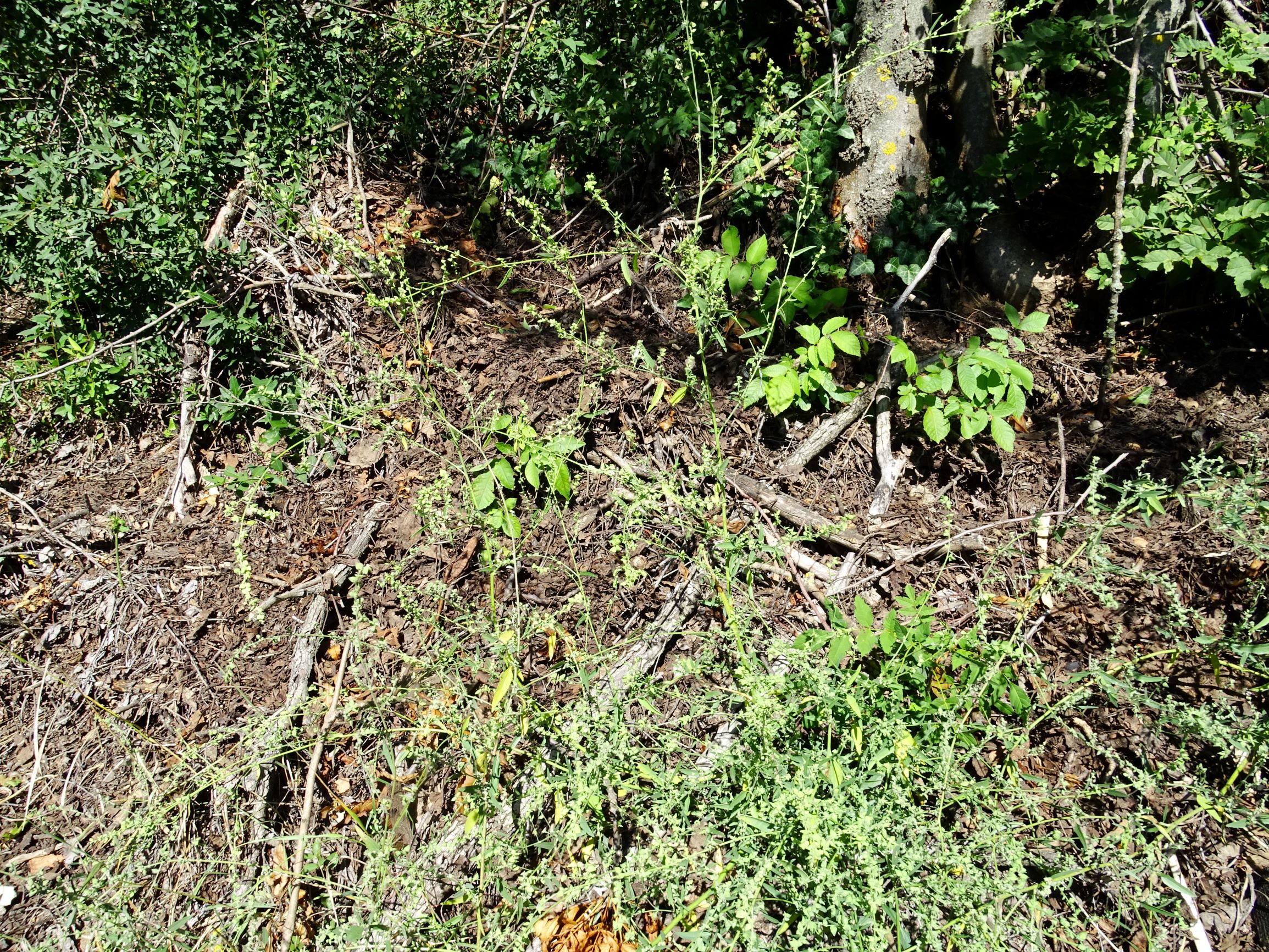 DSC08353 atriplex oblongifolia, sippe aus prellenkirchen.JPG