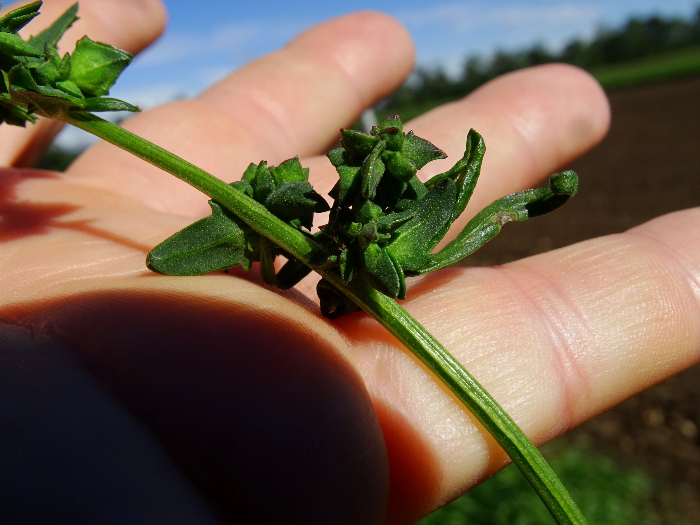 DSC08404 atriplex oblongifolia, sippe aus prellenkirchen.JPG
