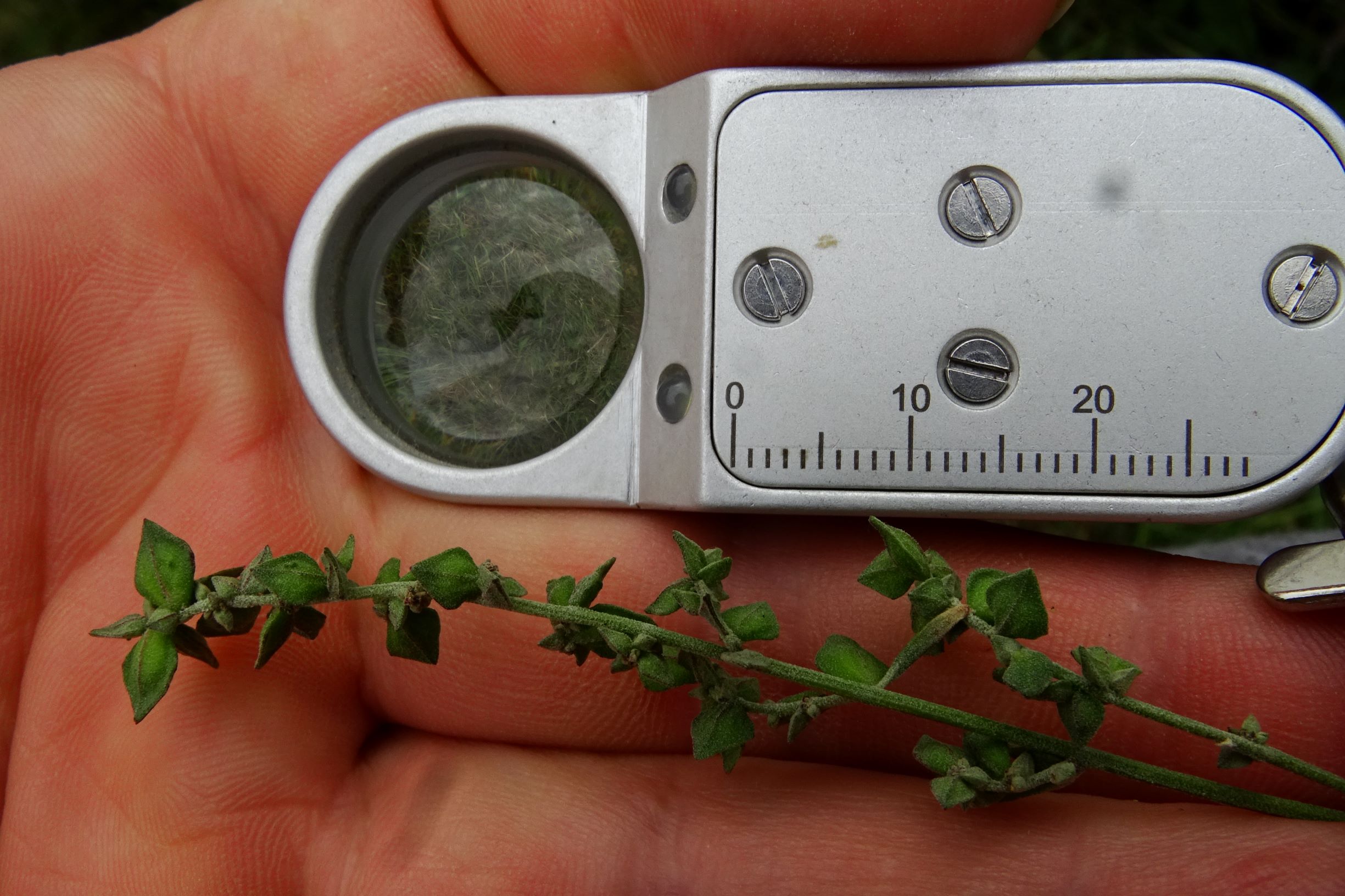 DSC09336 atriplex oblongifolia, sippe aus prellenkirchen.JPG