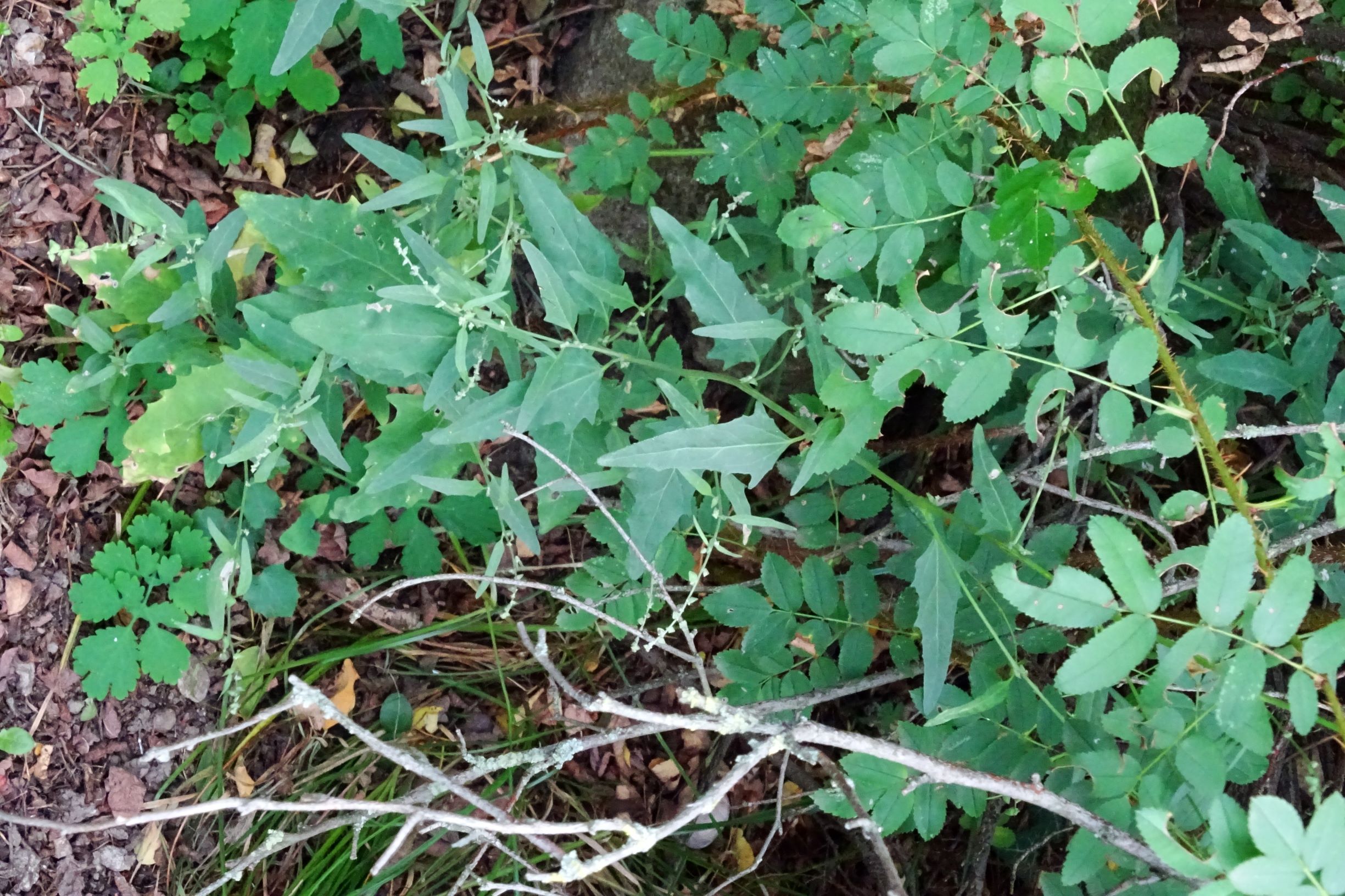 DSC09425 atriplex oblongifolia, sippe aus prellenkirchen.JPG