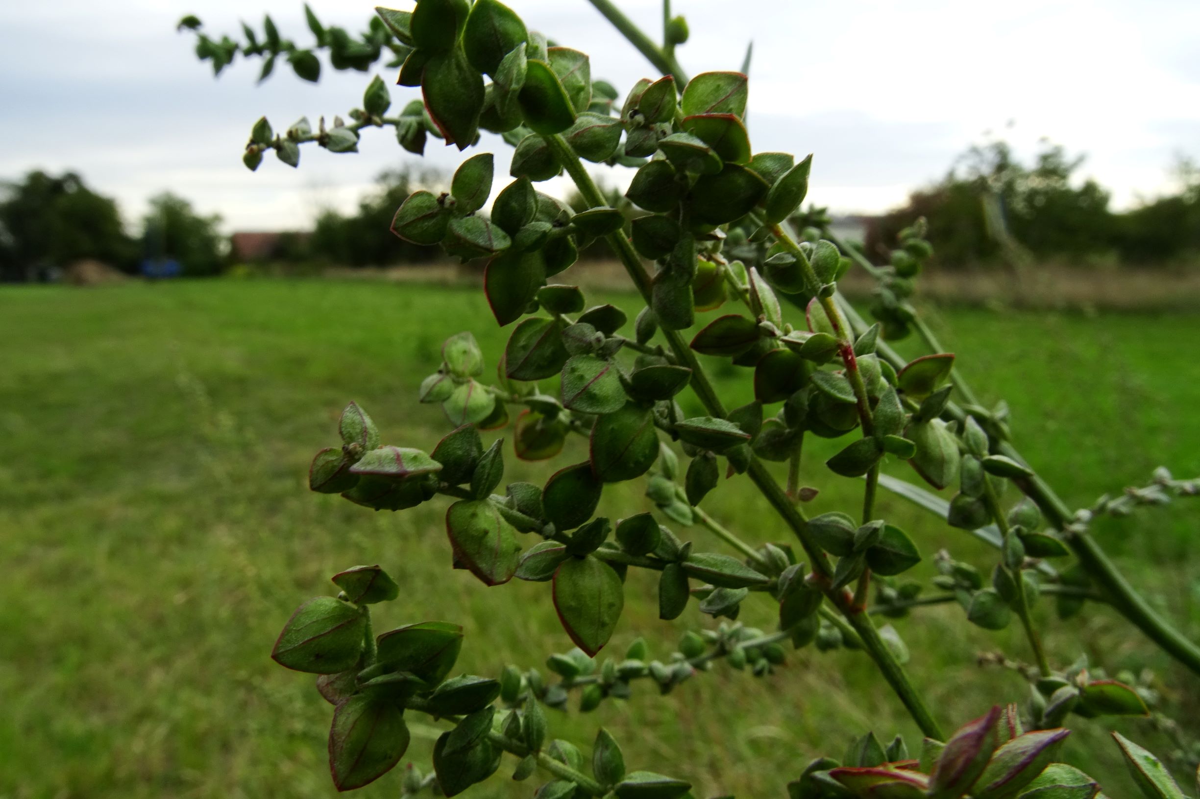 DSC09463 atriplex oblongifolia, sippe aus prellenkirchen.JPG