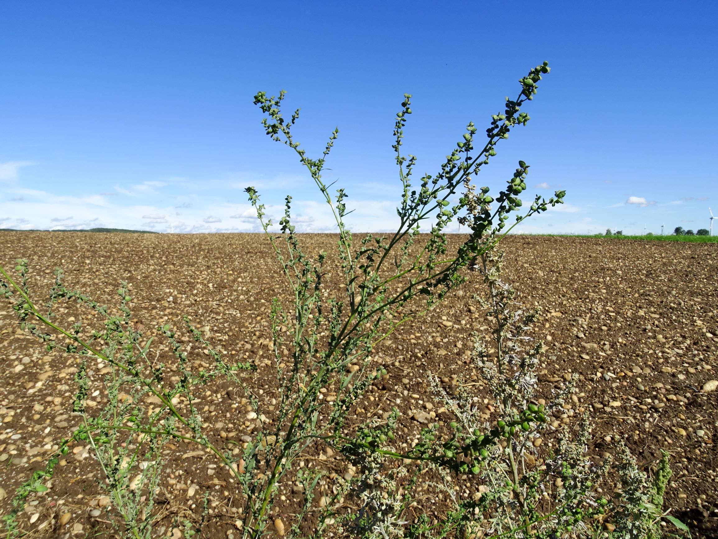 DSC08409 atriplex oblongifolia, sippe aus prellenkirchen.JPG