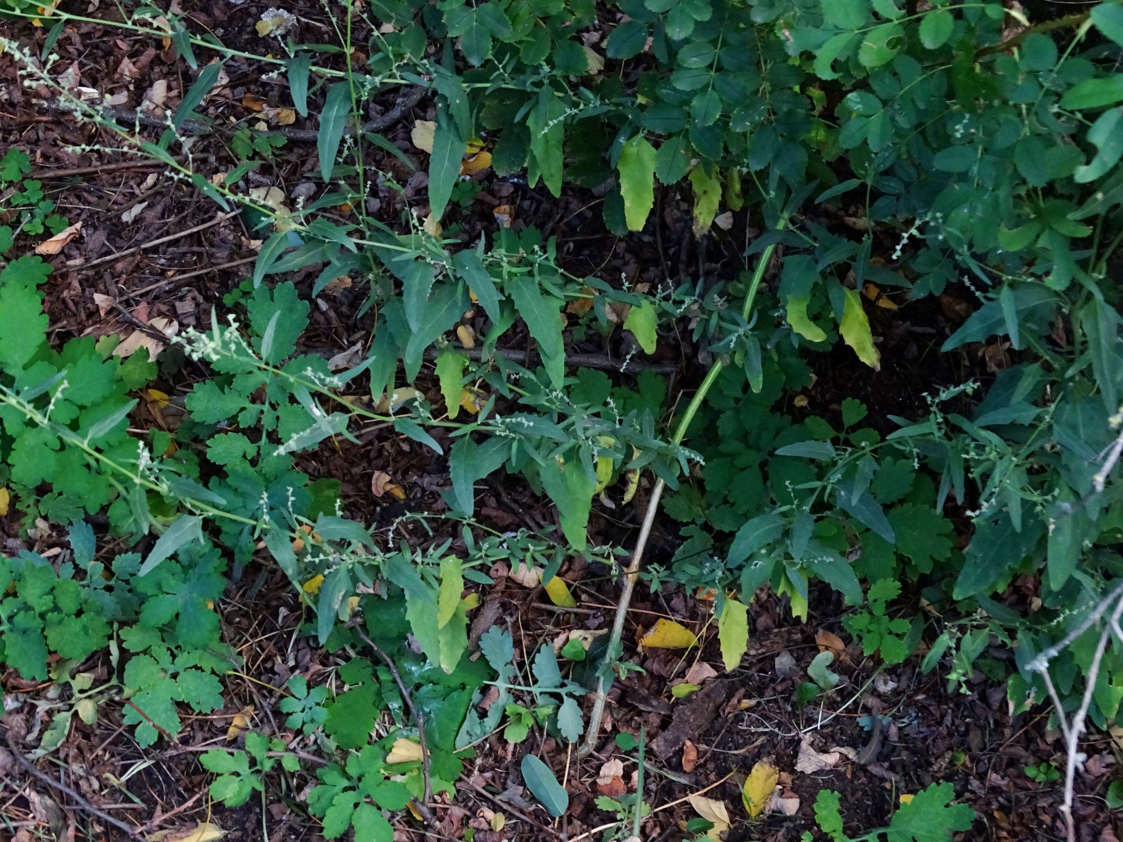 DSC08470 atriplex oblongifolia, sippe aus prellenkirchen.JPG