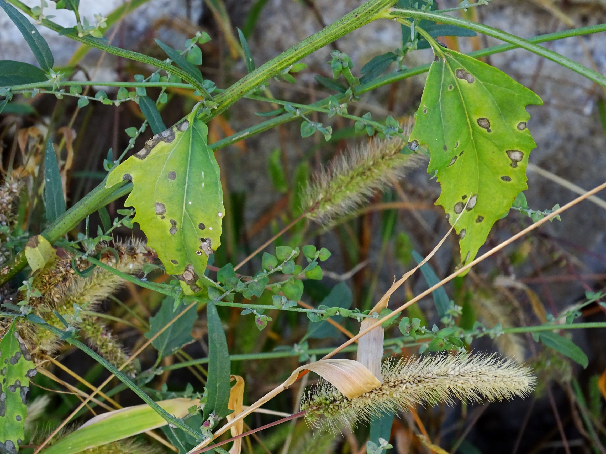 DSC08476 atriplex oblongifolia, sippe aus prellenkirchen.JPG