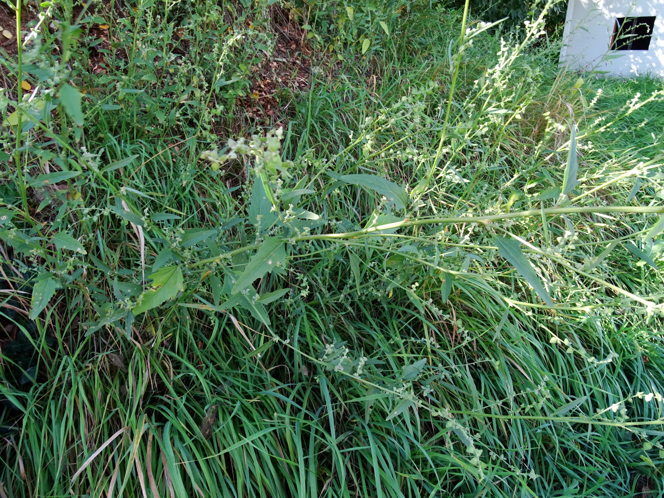 DSC08478 atriplex oblongifolia, sippe aus prellenkirchen.JPG