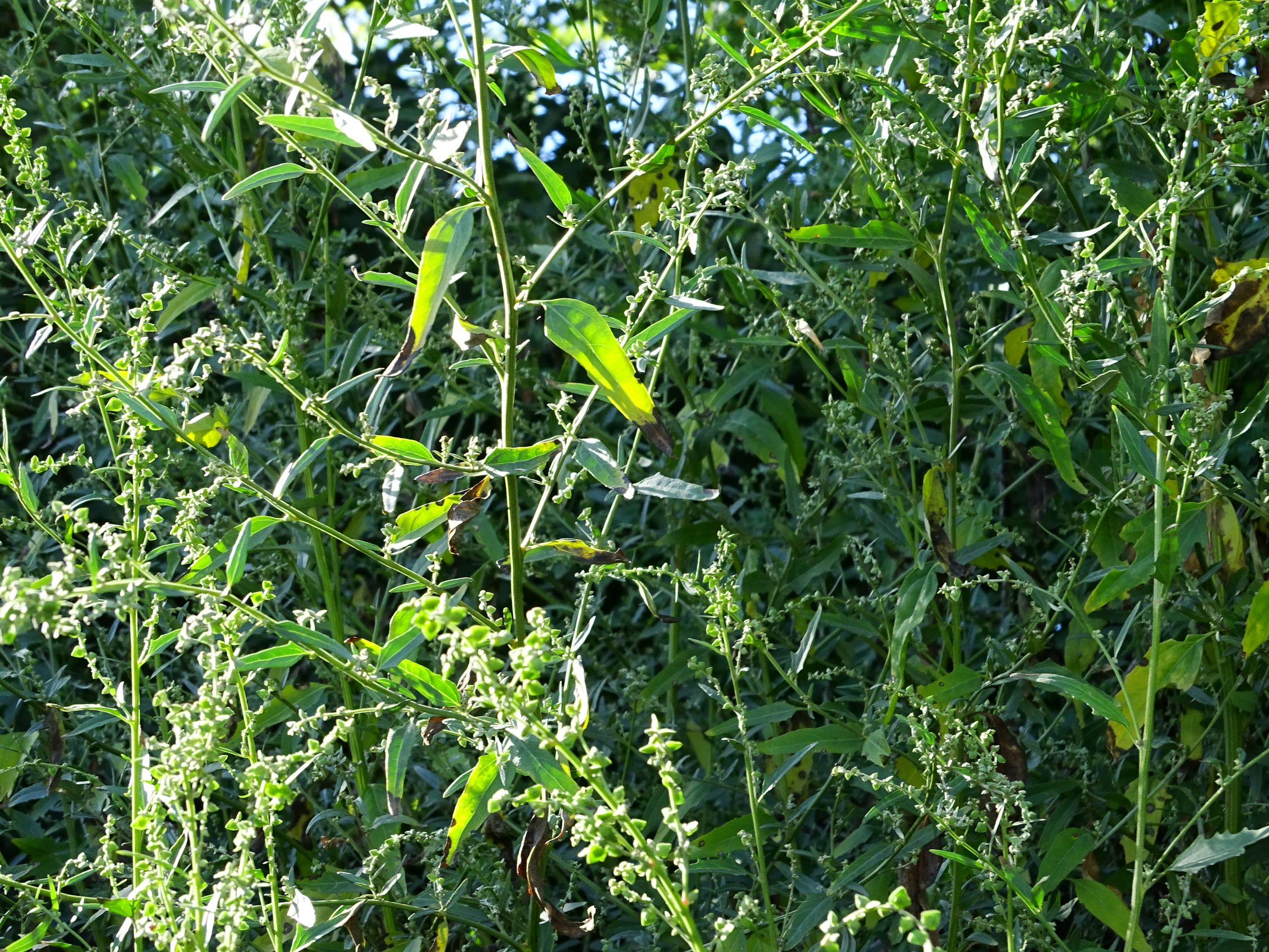DSC08481 atriplex oblongifolia, sippe aus prellenkirchen.JPG