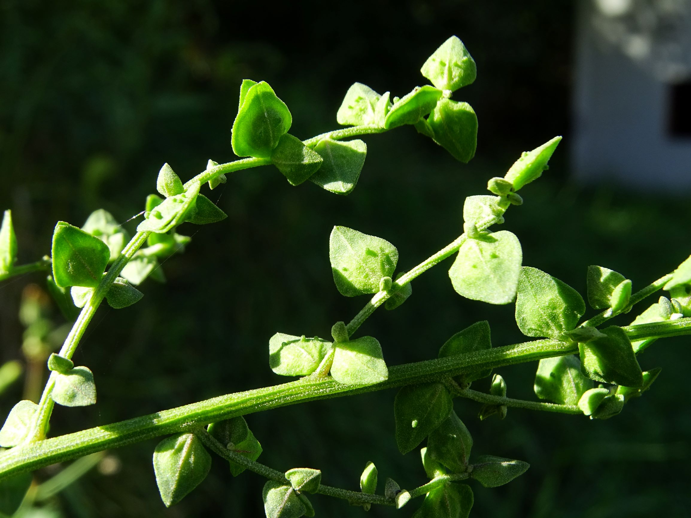 DSC08493 atriplex oblongifolia, sippe aus prellenkirchen.JPG