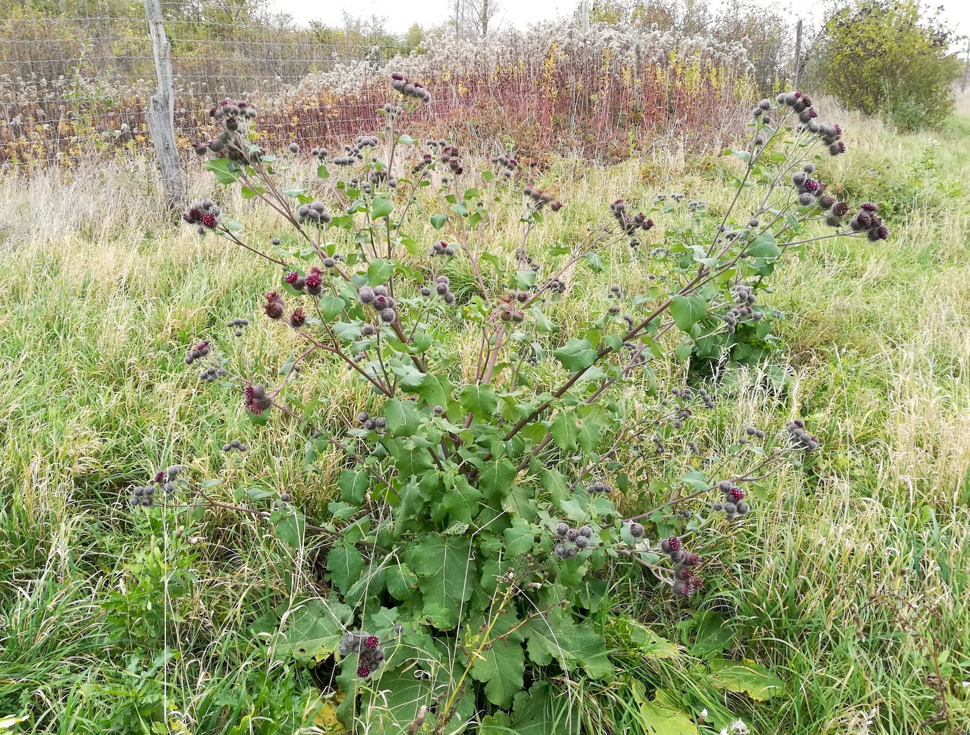 arctium tomentosum pframa_20201031_112401.jpg