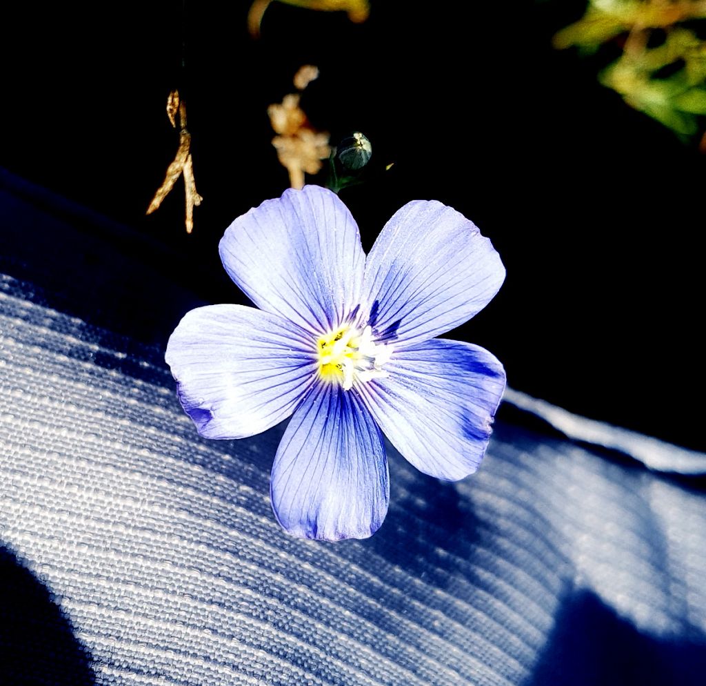 k-Linum austriacum.jpg