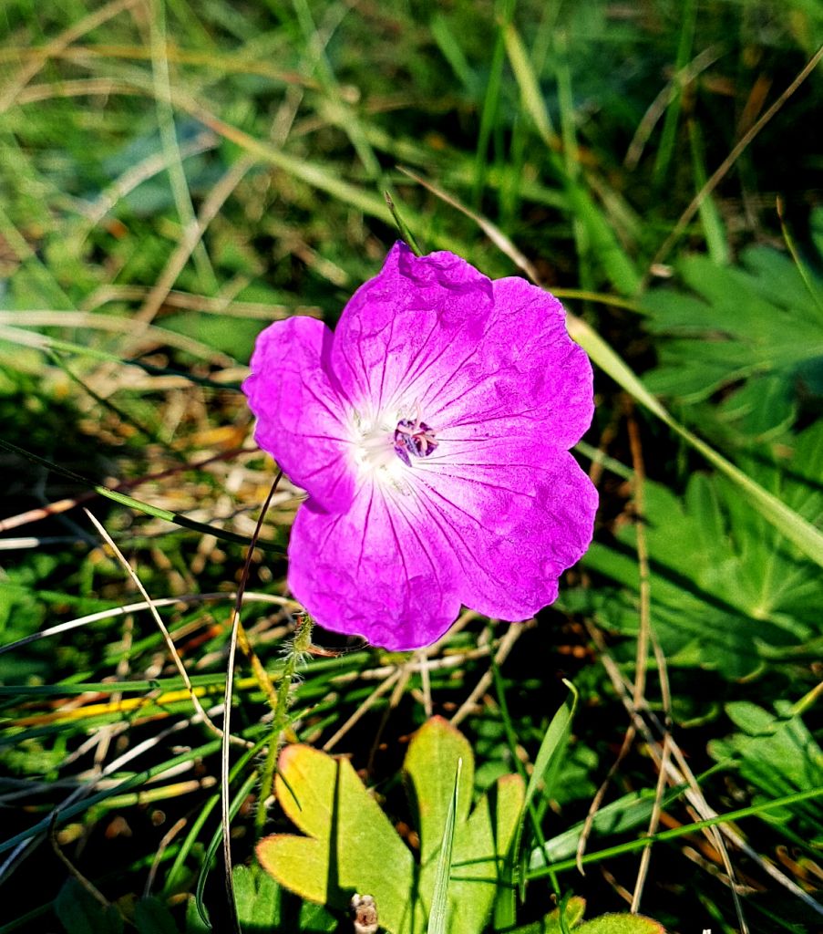 k-Geranium sanguineum.jpg