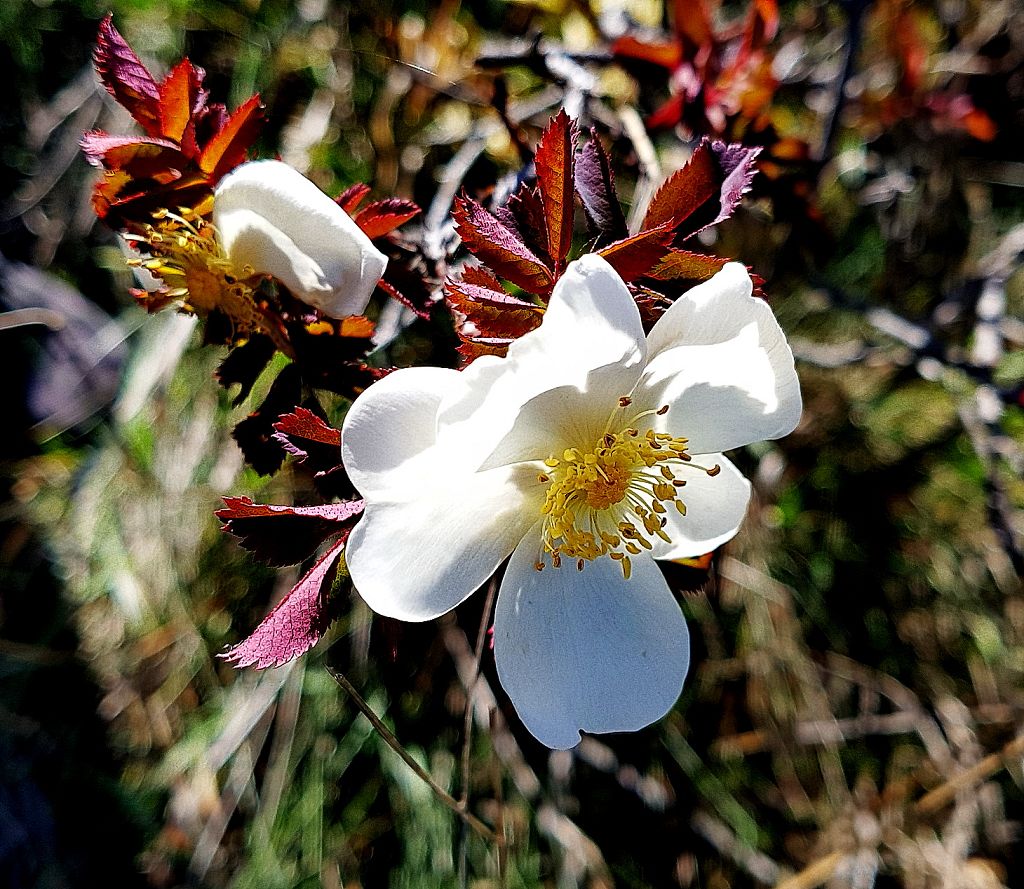 k-Rosa pimpinellifolia.jpg