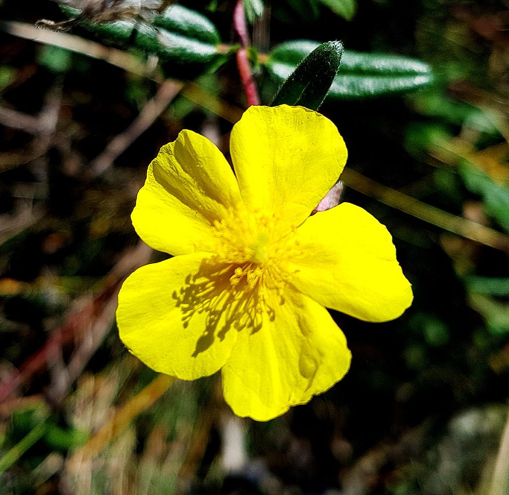 k-Helianthemum canum.jpg