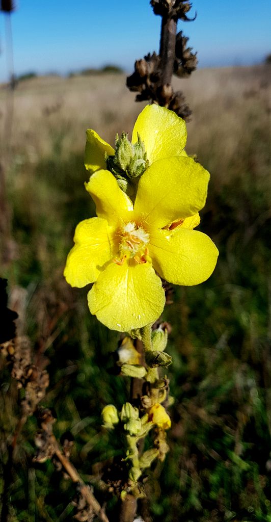 k-Verbascum phlomoides.jpg