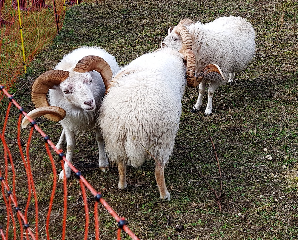 Bretonische Zwergschafe.jpg