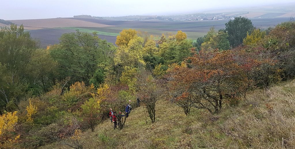 k-rechts Gestrüpp - links freigeschnitten.jpg