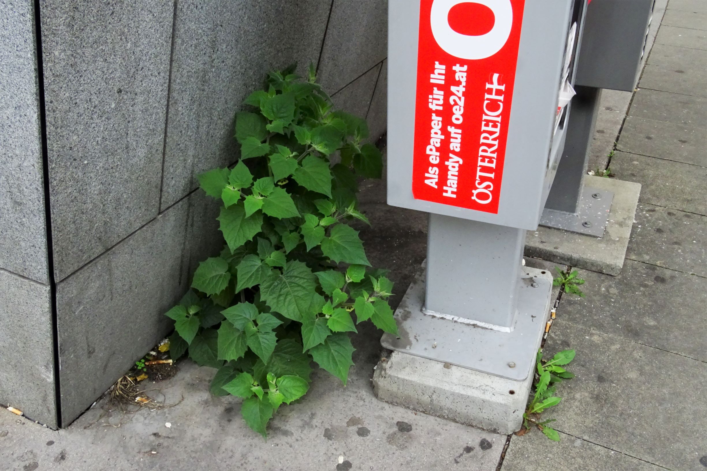 DSC02815 wien-2 augartenstraße bei U2 taborstraße, Physalis peruviana.JPG