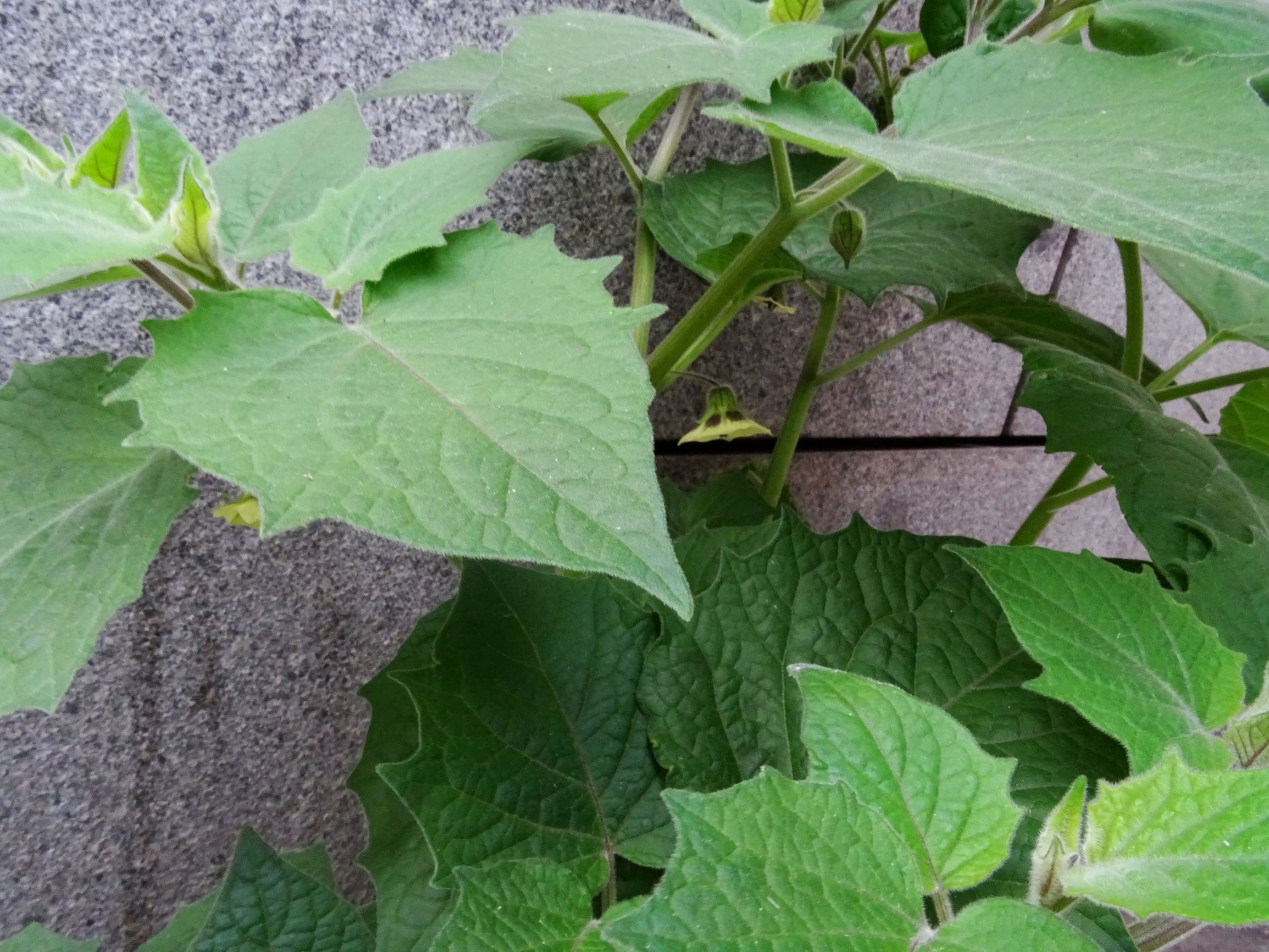 DSC02814 wien-2 augartenstraße bei U2 taborstraße, Physalis peruviana.JPG