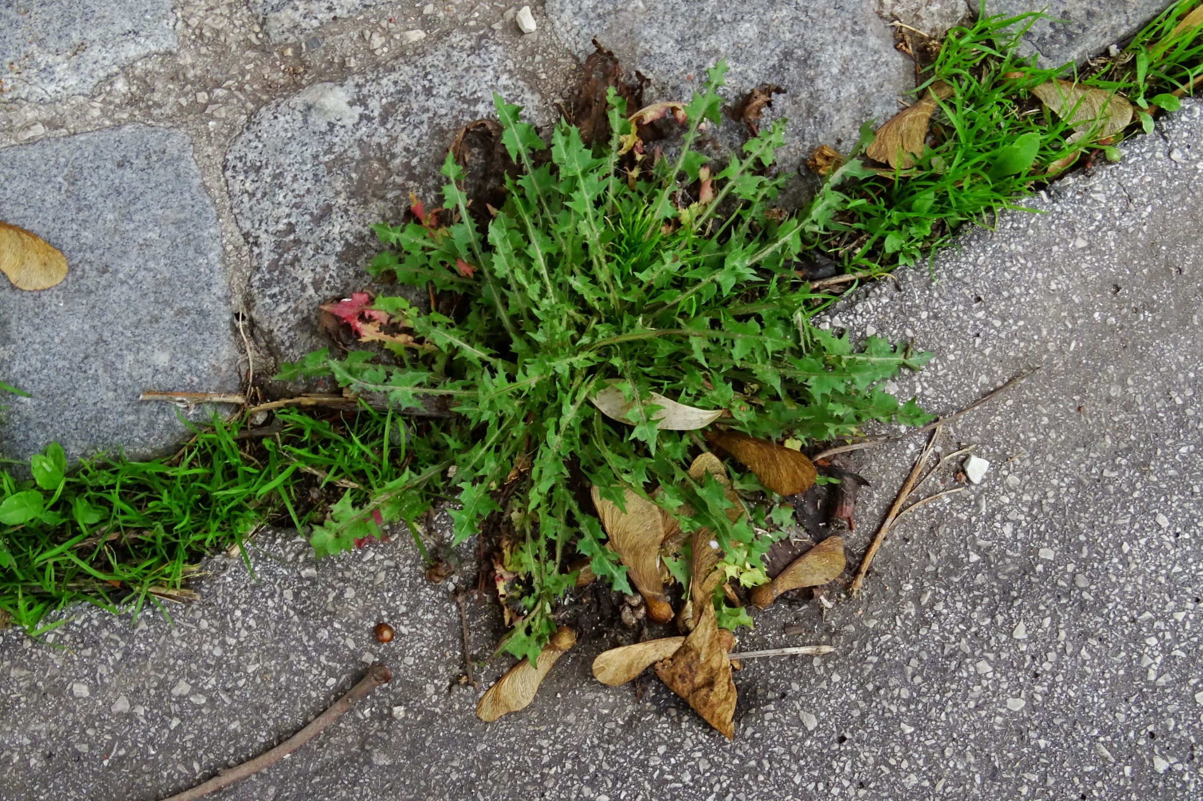 DSC02820 wien-20 gaußplatz, taraxacum sp..JPG