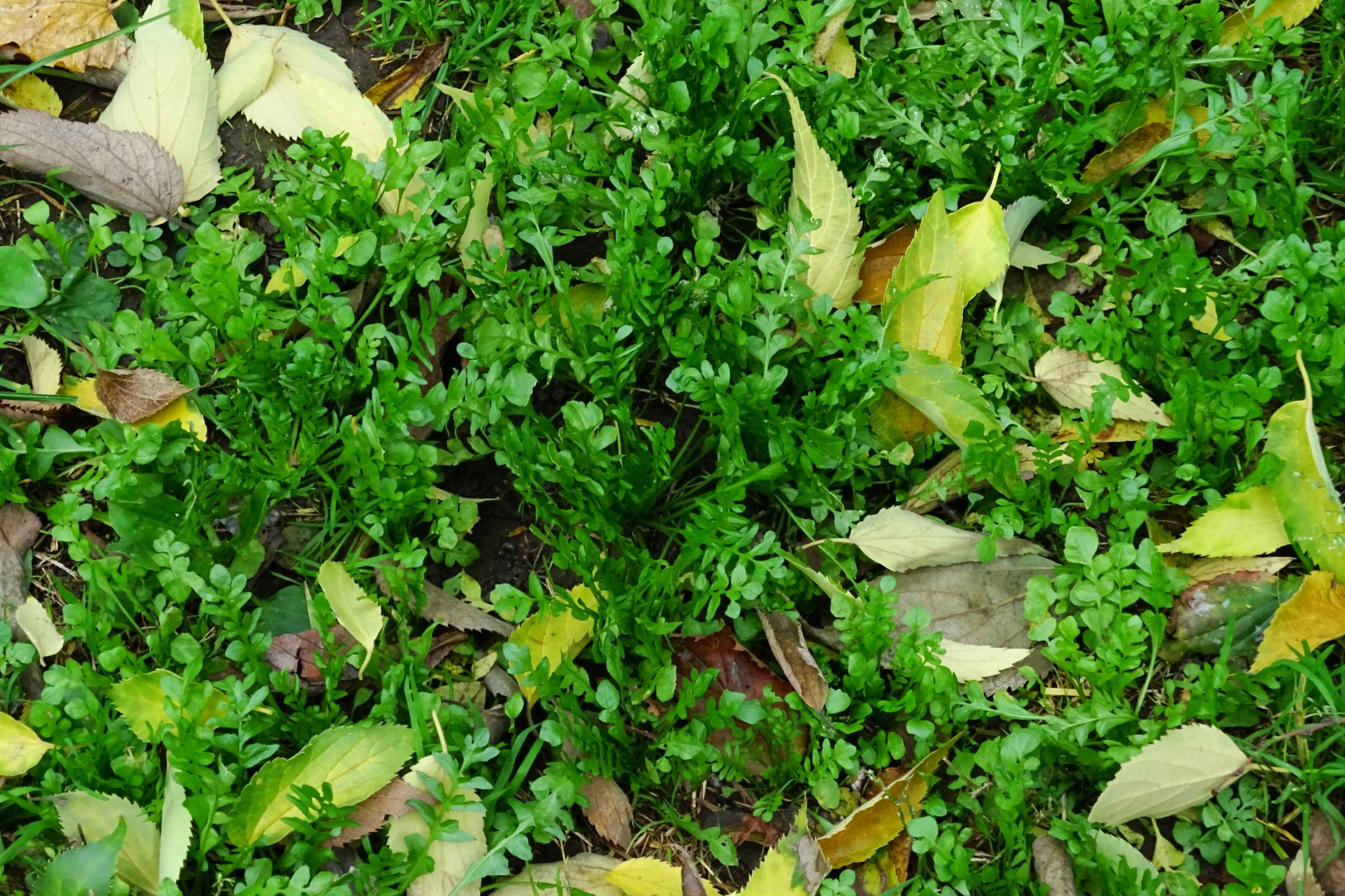 DSC02837 wien-20 gaußplatz, capsella bursa-pastoris.JPG