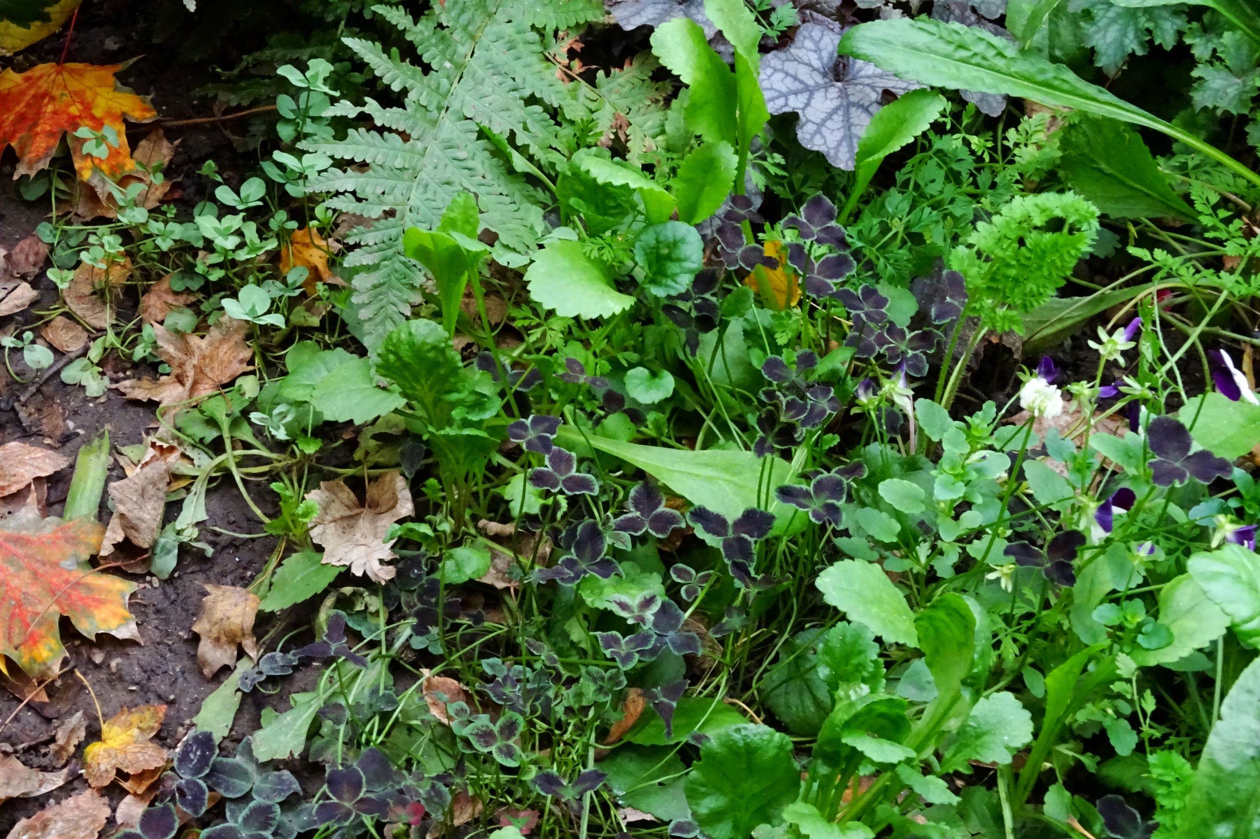 DSC02852 wien-20 bei brigitta p., das sind ungewöhnliche trifolium repens-aberrationen.JPG