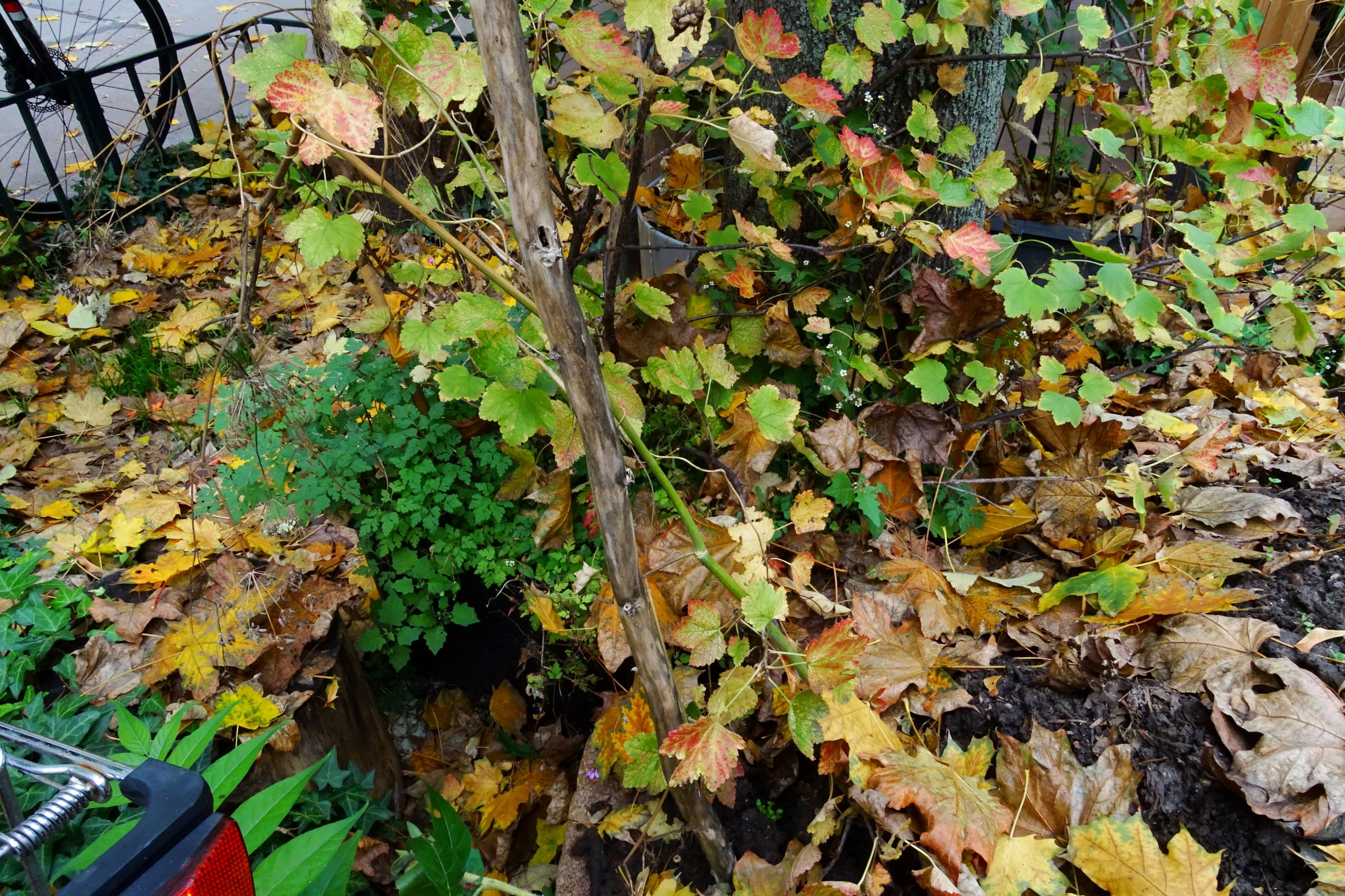 DSC02862 wien-20 baumscheibe mit etwas wildwuchs in kübelkultur. galinsoga ciliata, ailanthus altissima geranium cf. robertianum etc..JPG