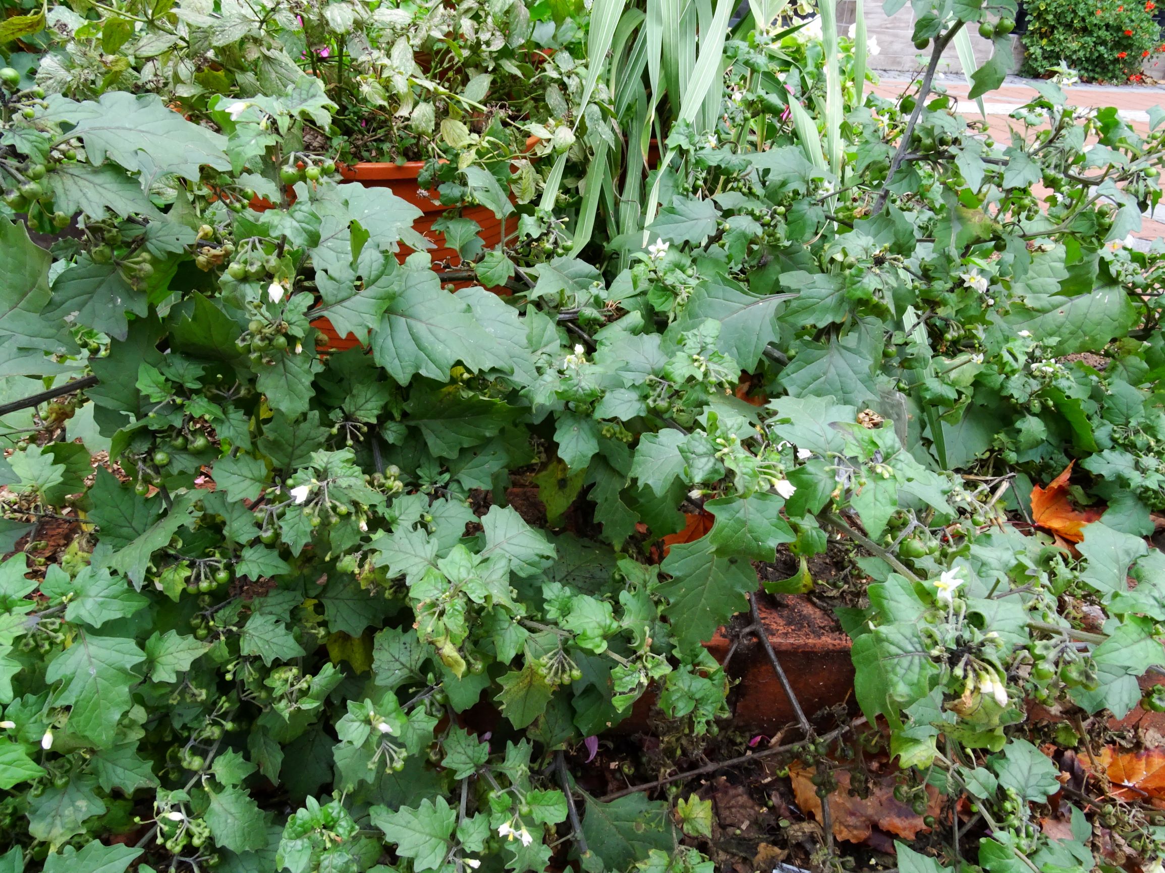 DSC02886 wien-20 solanum nigrum s.l. .JPG