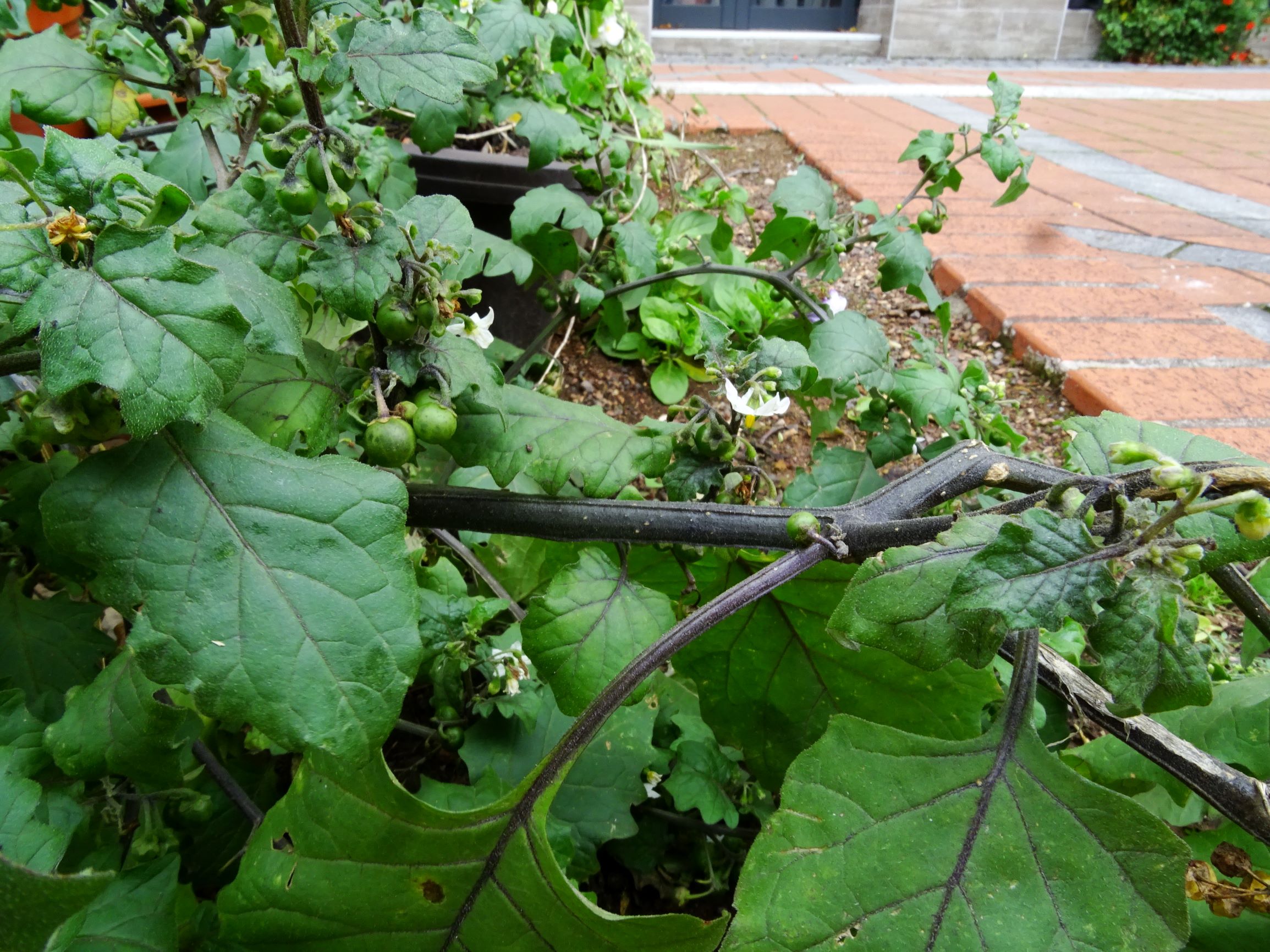 DSC02889 wien-20 solanum nigrum s.l..JPG