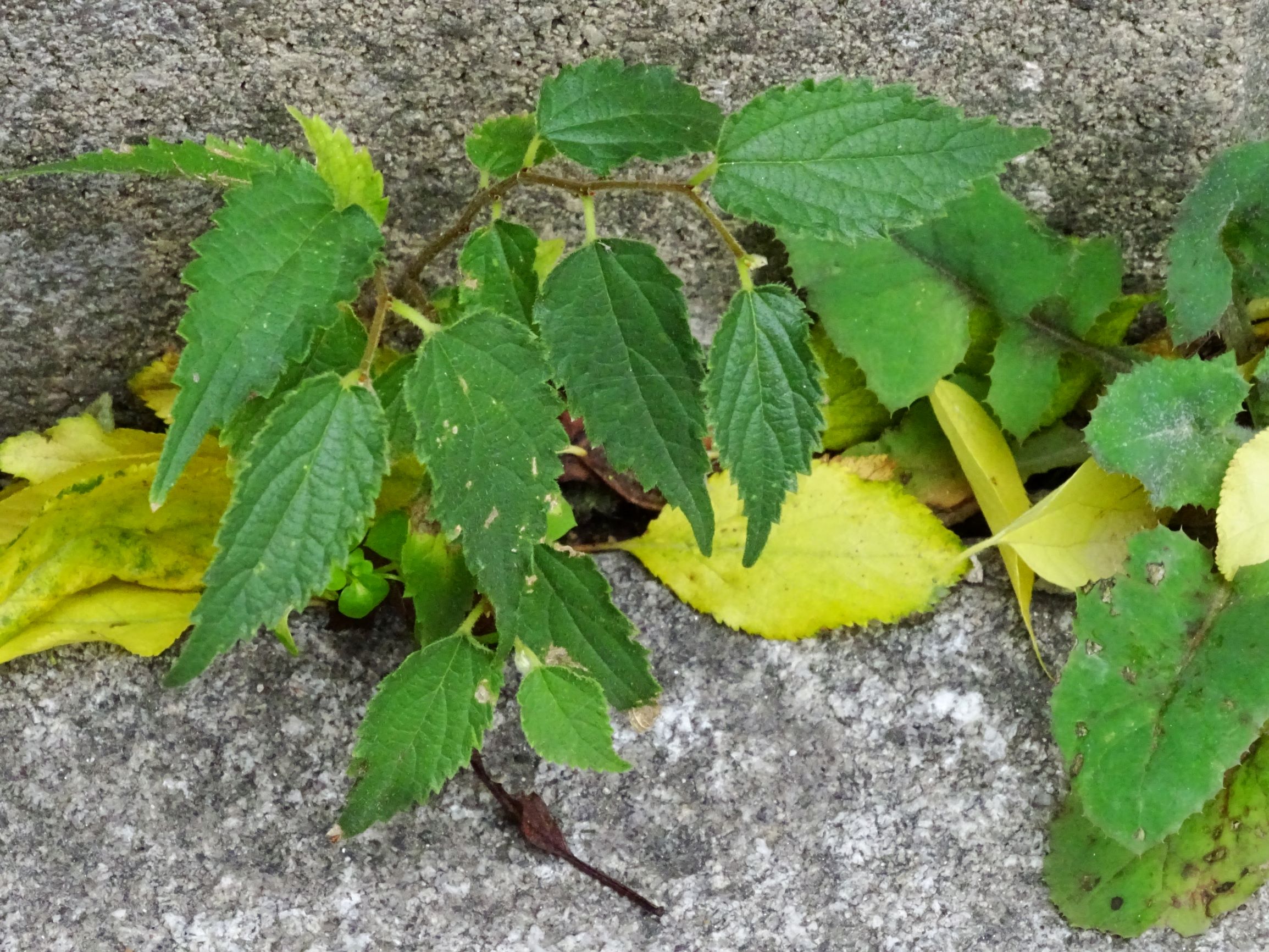 DSC02901 wien-20 celtis unter altpflanzen von c. australis (sehr häufig kultiviert) und occidentalis.JPG