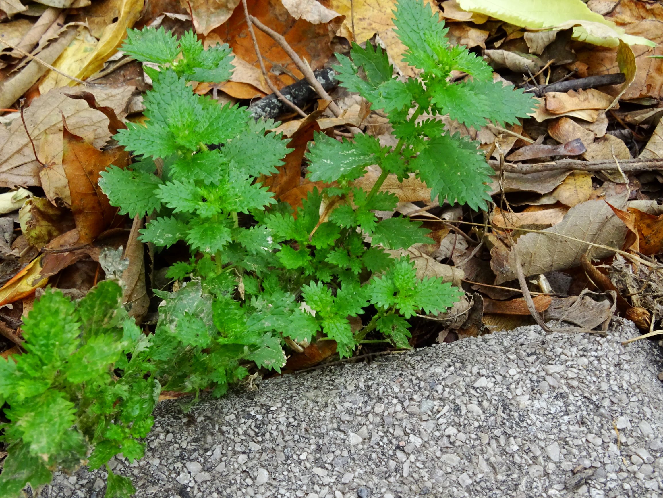 DSC02917 wien-20 raffaelgasse, erste urtica urens.JPG