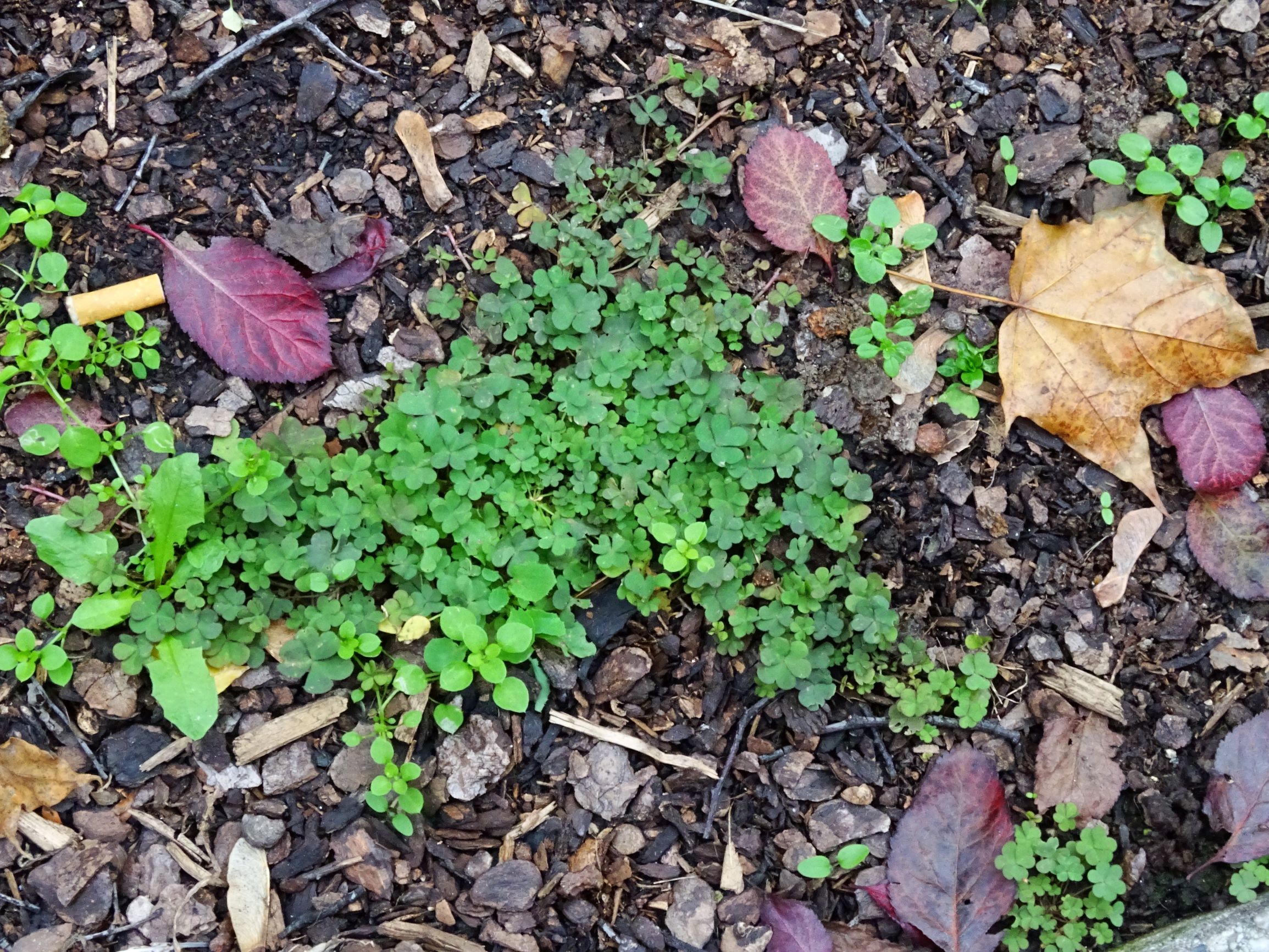 DSC02921 wien-20 oxalis corniculata ist in den überdüngten brittenauer grünflächen eher selten.JPG