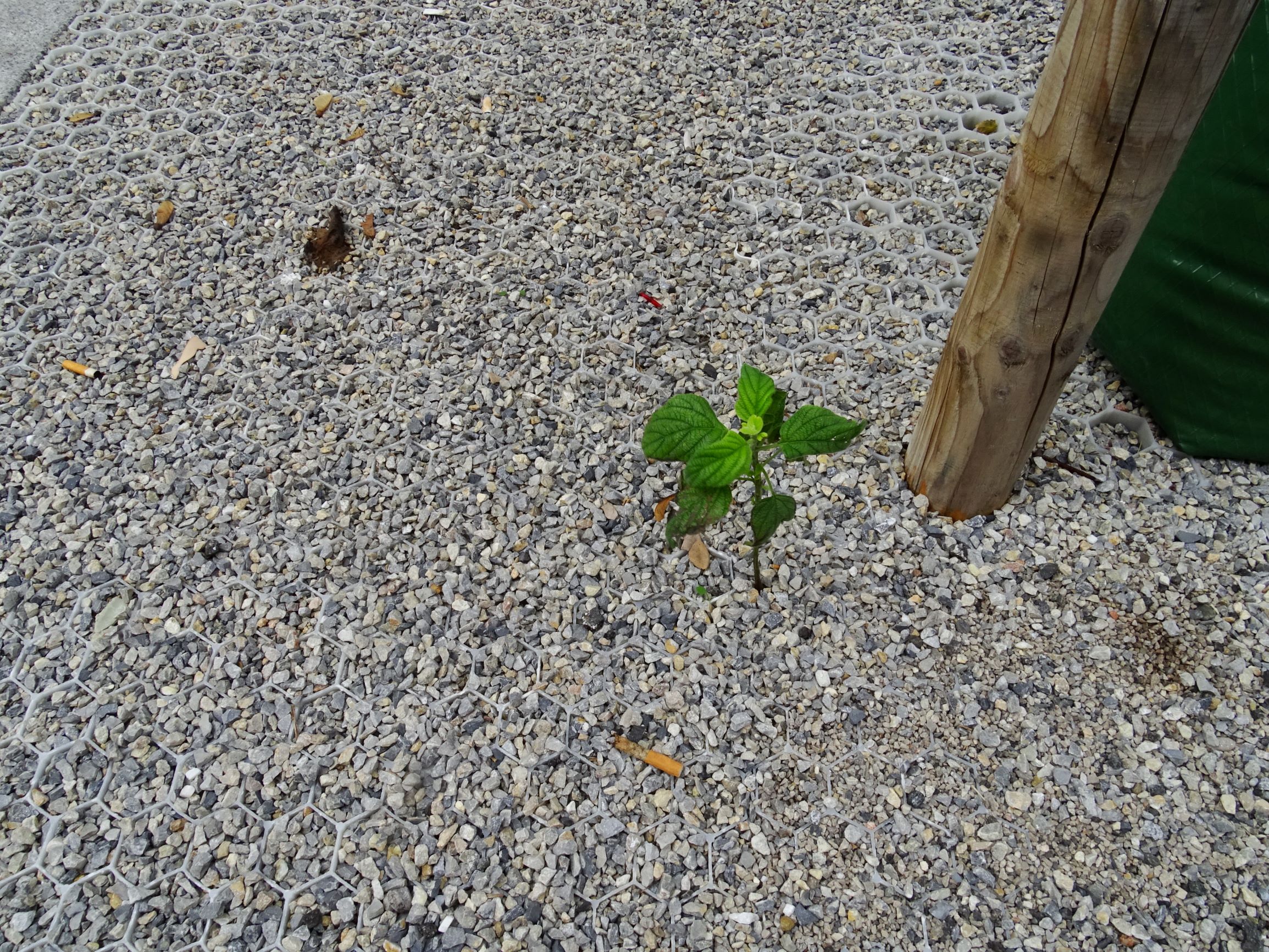 DSC02930 wien-20, cf. salvia hispanica.JPG