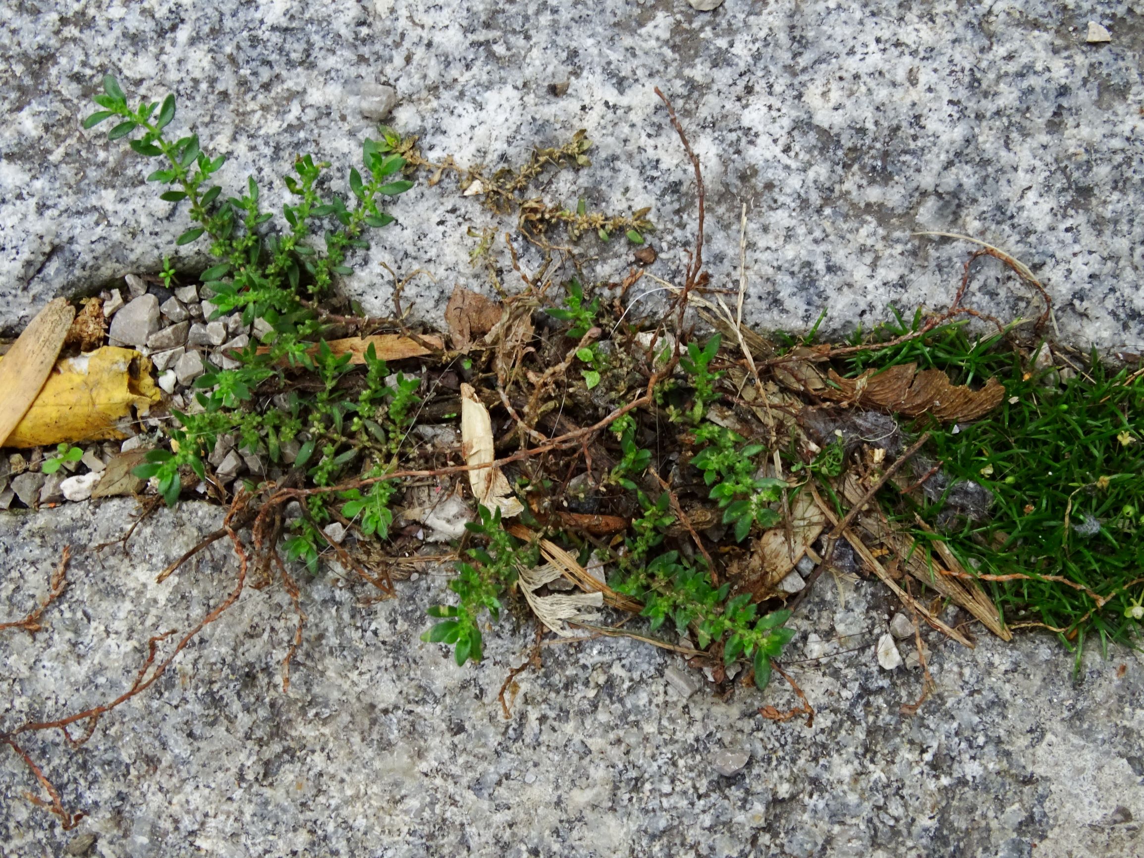 DSC02936 wien-20 herniaria hirsuta, sagina procumbens.JPG