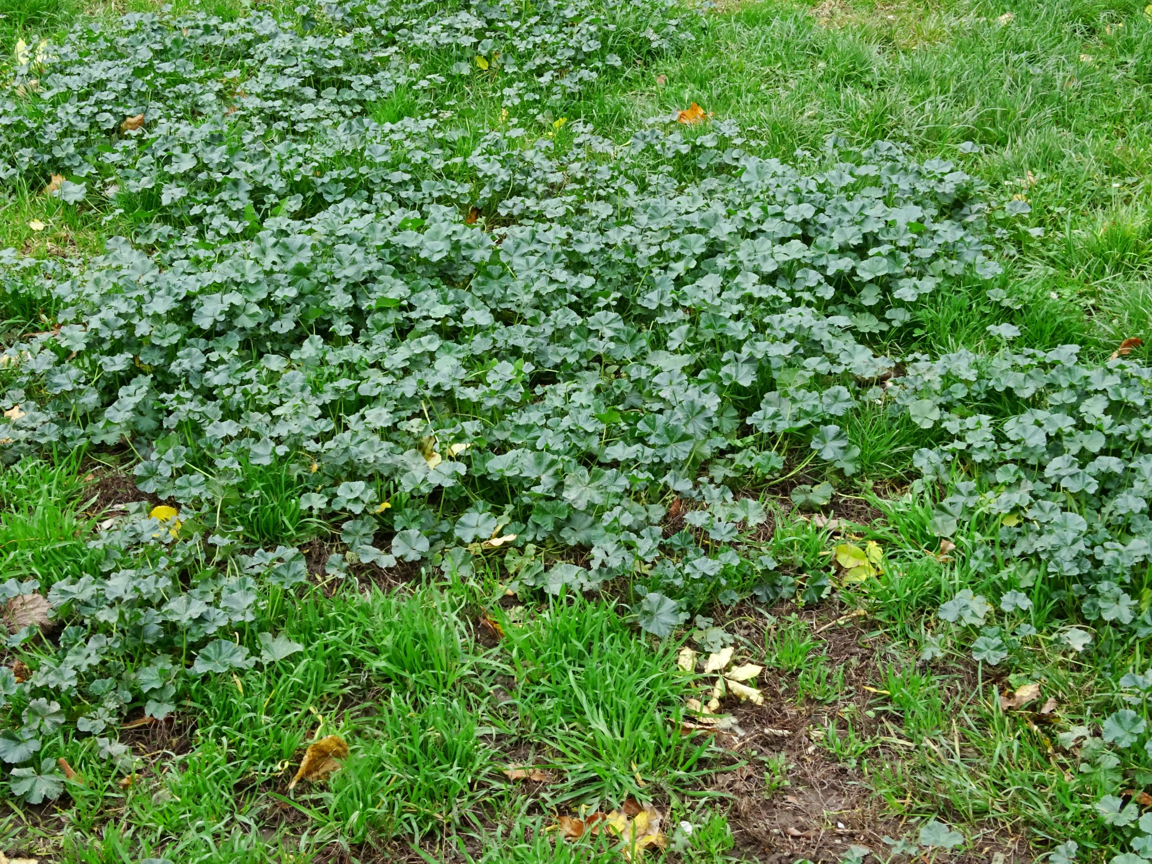 DSC02940 wien-20 leipziger straße, hundezone, malva neglecta.JPG